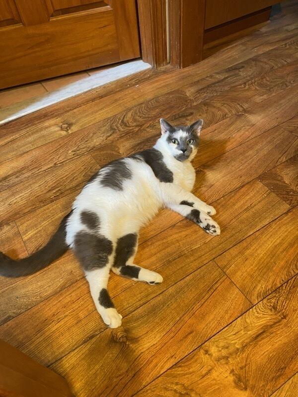 Enlarge Grey, a Adoptable mixed breed in Oakville, CT image 1/4