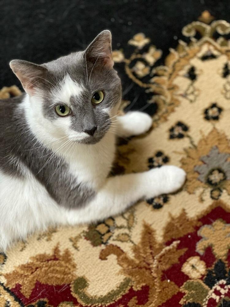 Enlarge Grey, a Adoptable mixed breed in Oakville, CT image 2/4