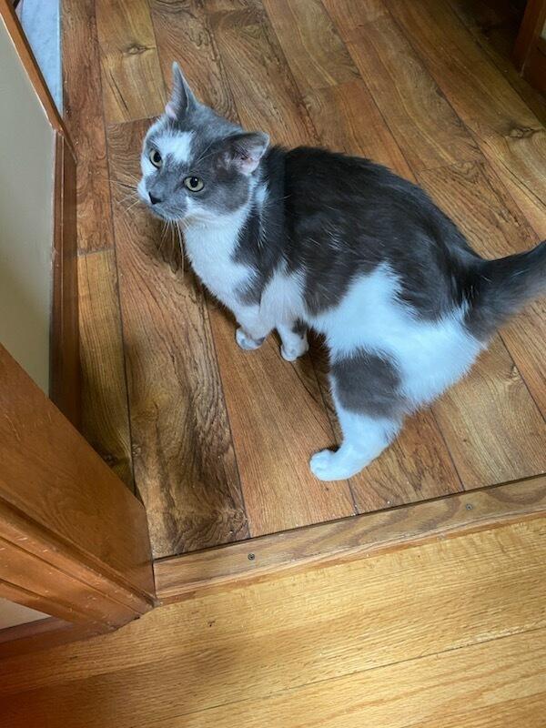 Enlarge Grey, a Adoptable mixed breed in Oakville, CT image 3/4