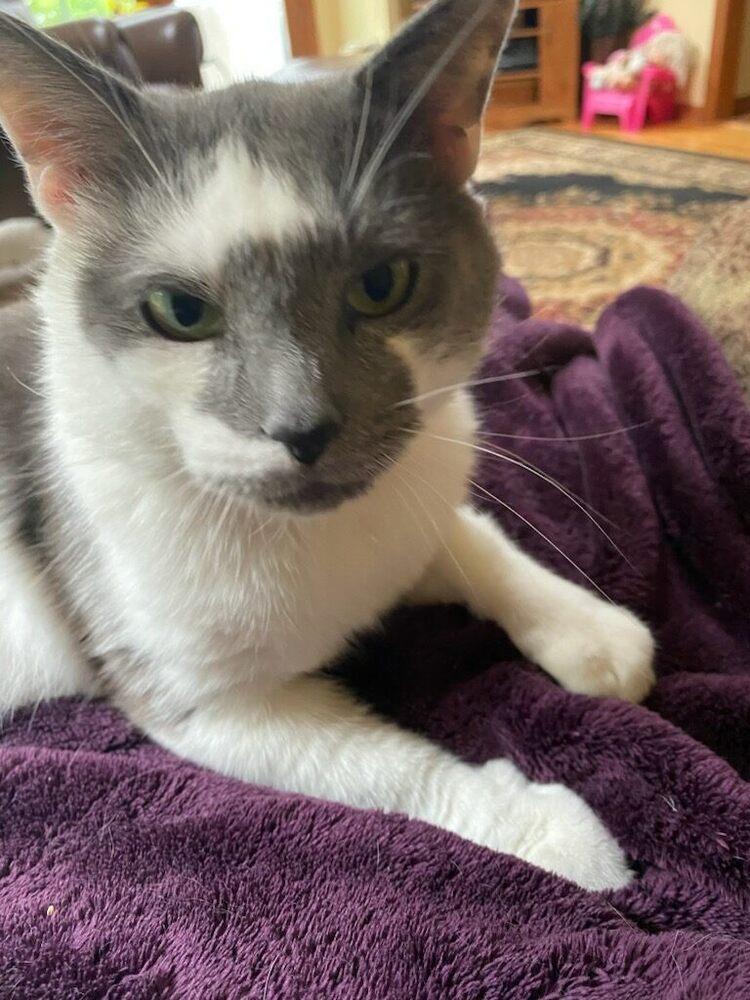 Enlarge Grey, a Adoptable mixed breed in Oakville, CT image 4/4