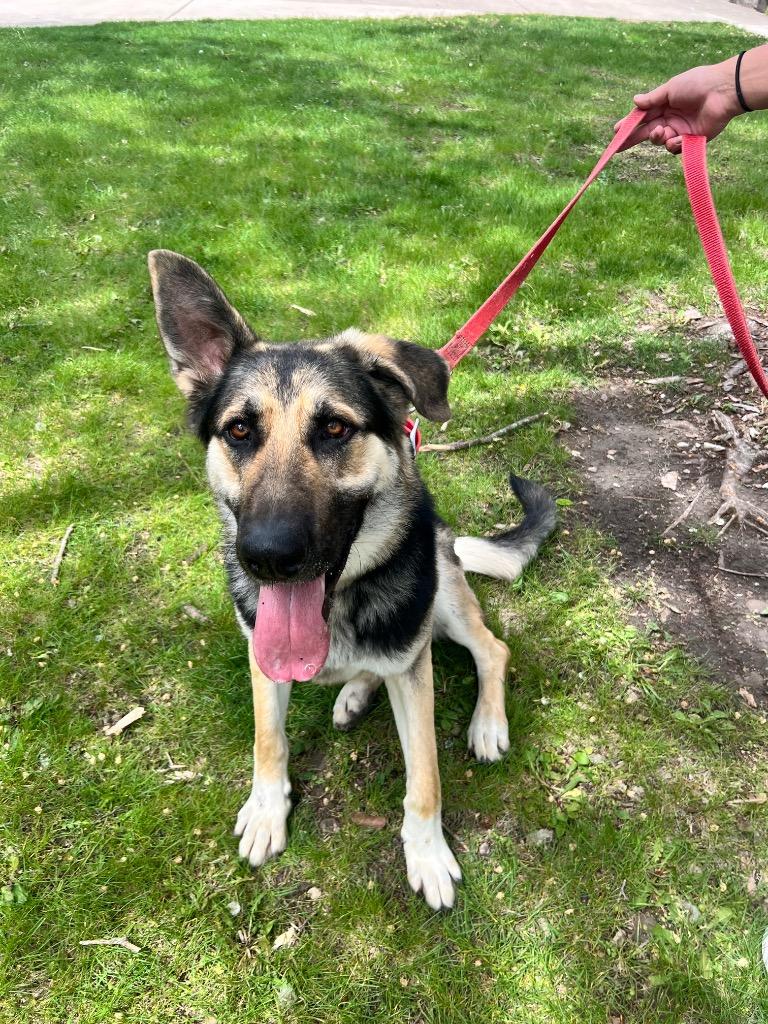 Enlarge Duke, a Adoptable German Shepherd Dog in Greencastle, IN image 1/4