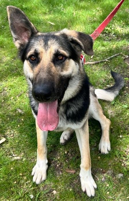 Duke, a Adoptable German Shepherd Dog in Greencastle, IN image 2/4