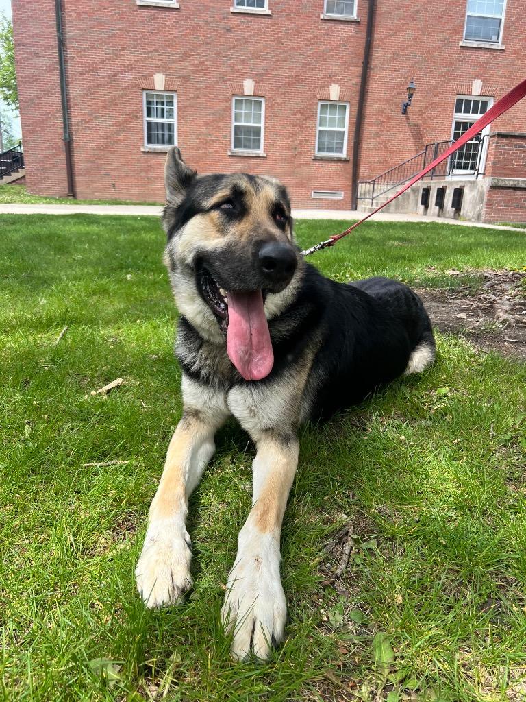 Duke, a Adoptable German Shepherd Dog in Greencastle, IN image 3/4
