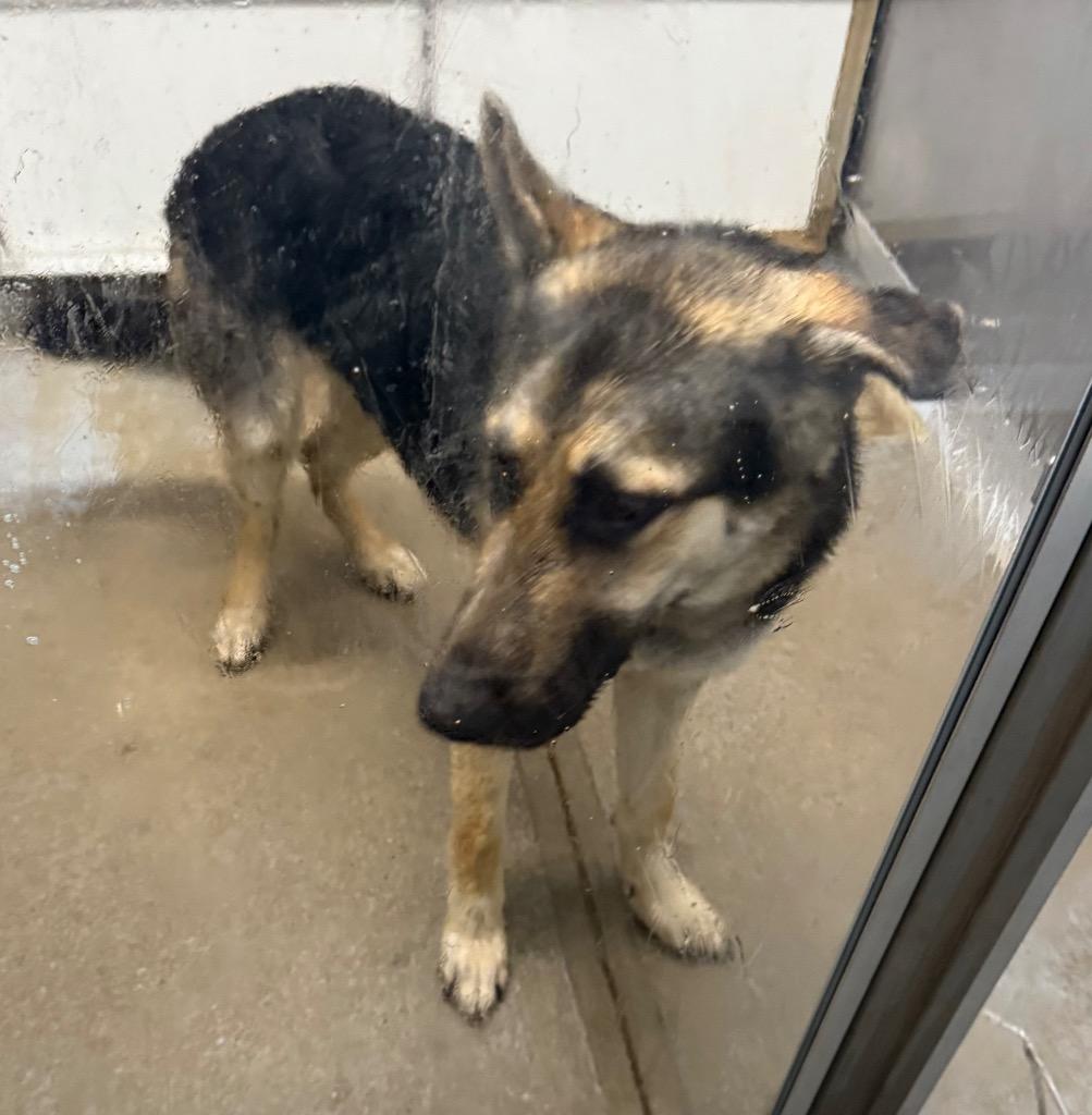 Duke, a Adoptable German Shepherd Dog in Greencastle, IN image 4/4