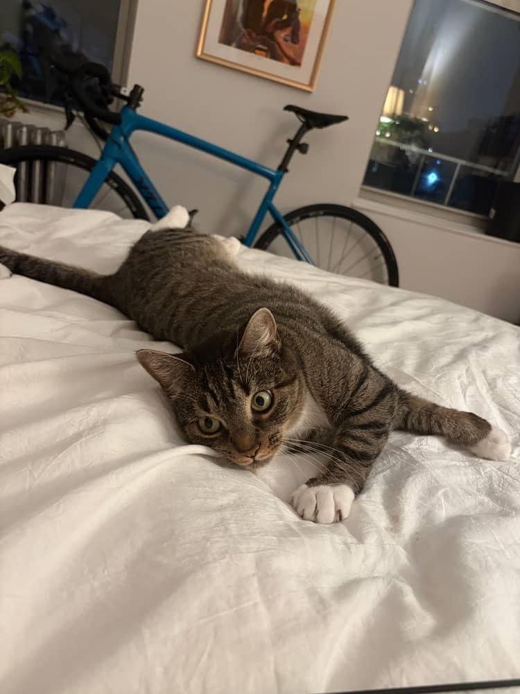 Gigi, a ADOPTABLE Domestic Short Hair in Brooklyn, NY image 2/3