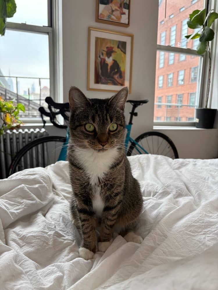 Gigi, a ADOPTABLE Domestic Short Hair in Brooklyn, NY image 1/3