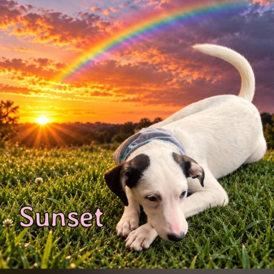 Sunset, Adoptable, Puppy Female Mixed Breed.