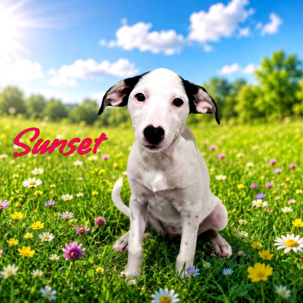 Sunset, Adoptable, Puppy Female Mixed Breed.