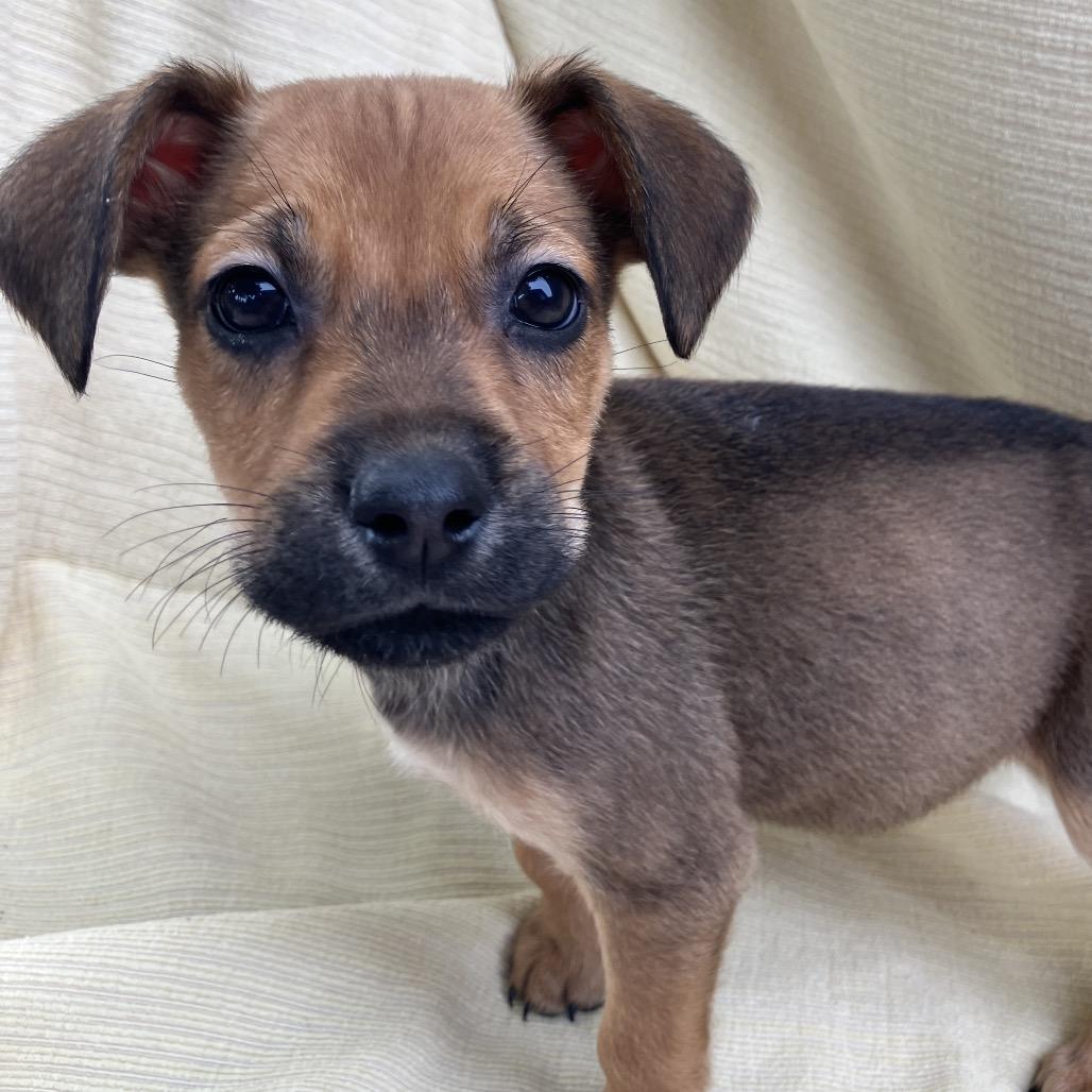 Enlarge Linda from Payroll, a Adoptable Mixed Breed in Pulaski, TN image 1/4