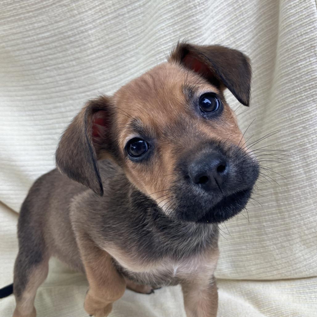 Enlarge Linda from Payroll, a Adoptable Mixed Breed in Pulaski, TN image 2/4