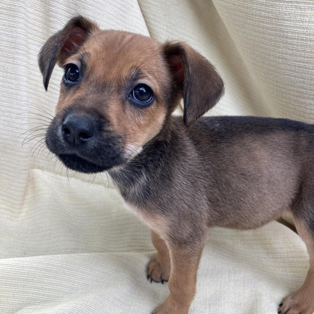 Enlarge Linda from Payroll, a Adoptable Mixed Breed in Pulaski, TN image 4/4