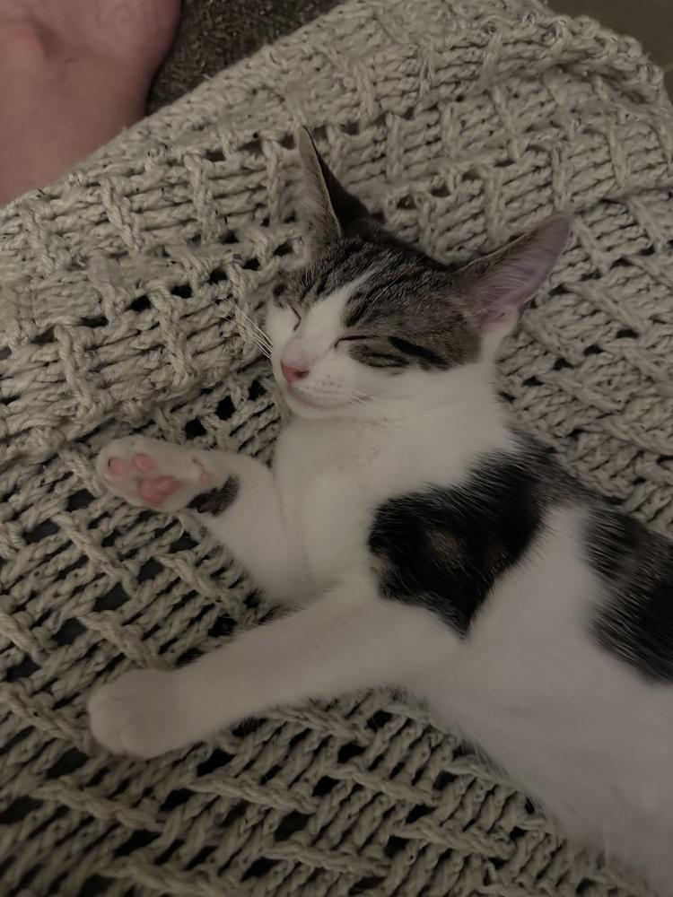 Latke, Adoptable, Kitten Female Domestic Medium Hair & Domestic Medium Hair.