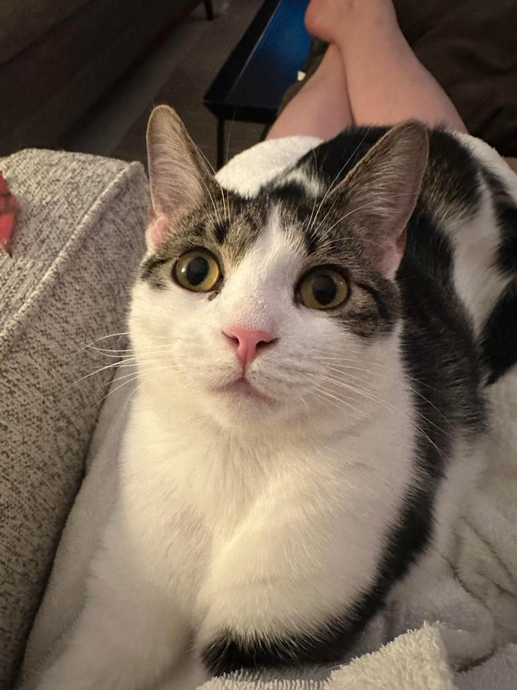 Enlarge Latke, a Adoptable mixed breed in Cleveland, OH image 2/3