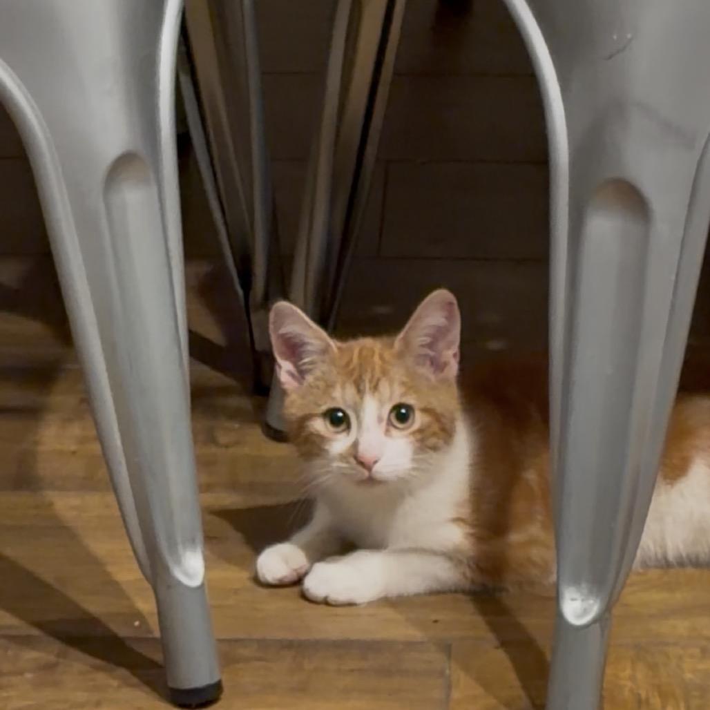 Auto Lily, Adoptable, Kitten Male Domestic Short Hair.