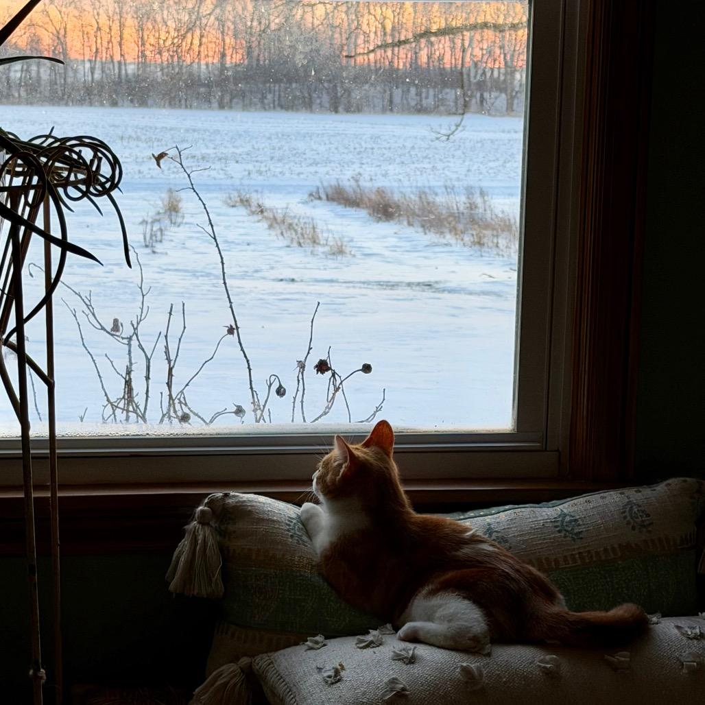 Auto Lily, a Adoptable Domestic Short Hair in Shelbyville, IN image 2/3