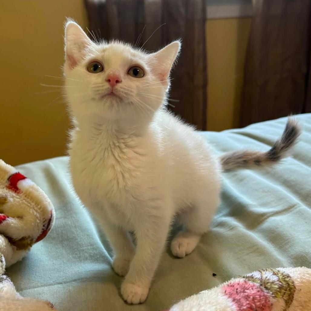 Katherine Pierce (Bonded with Elena Gilbert), Adoptable, Kitten Female Domestic Short Hair.
