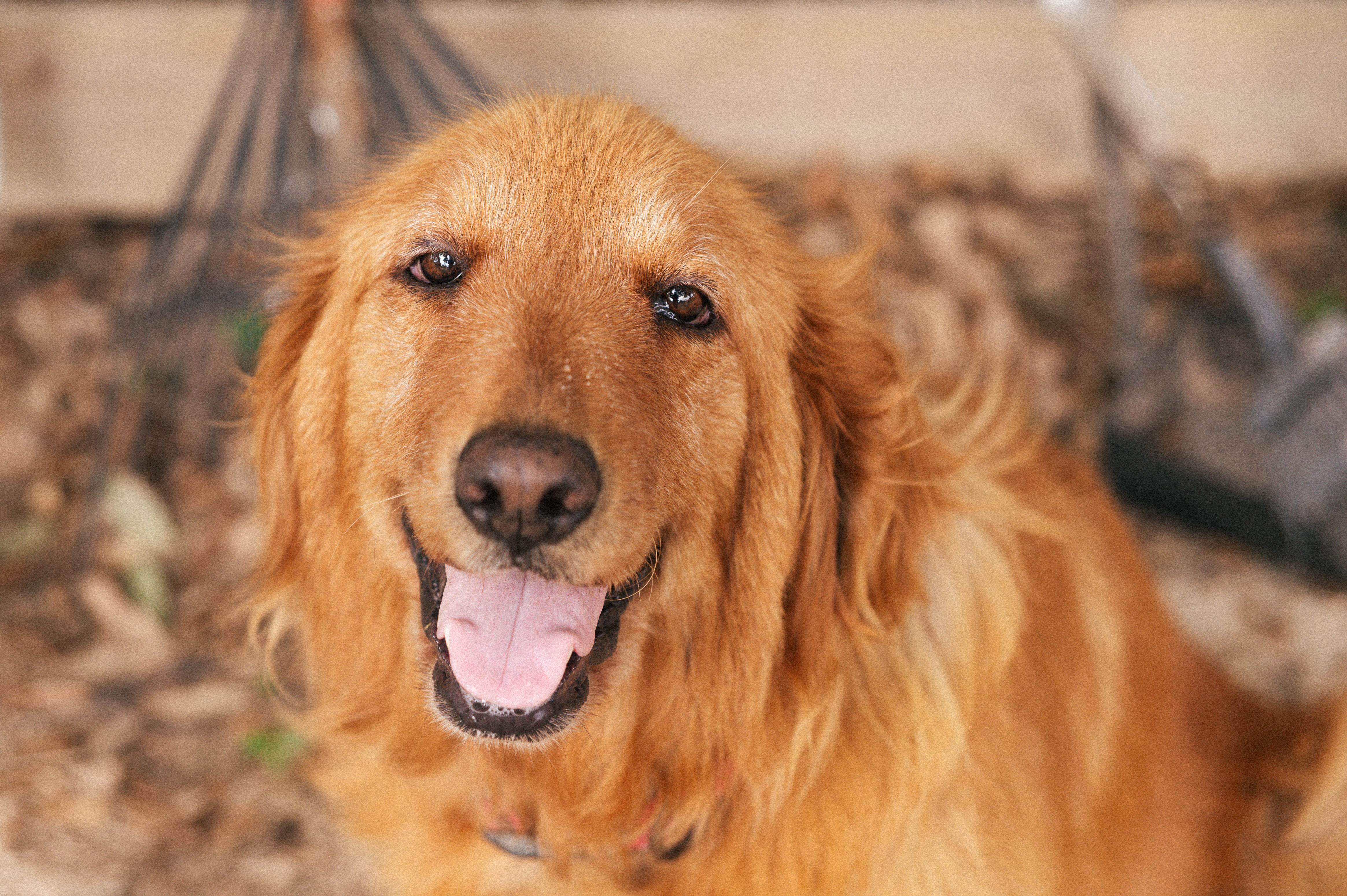Miley - CO, an adopted mixed breed in Denver, CO image 1/6