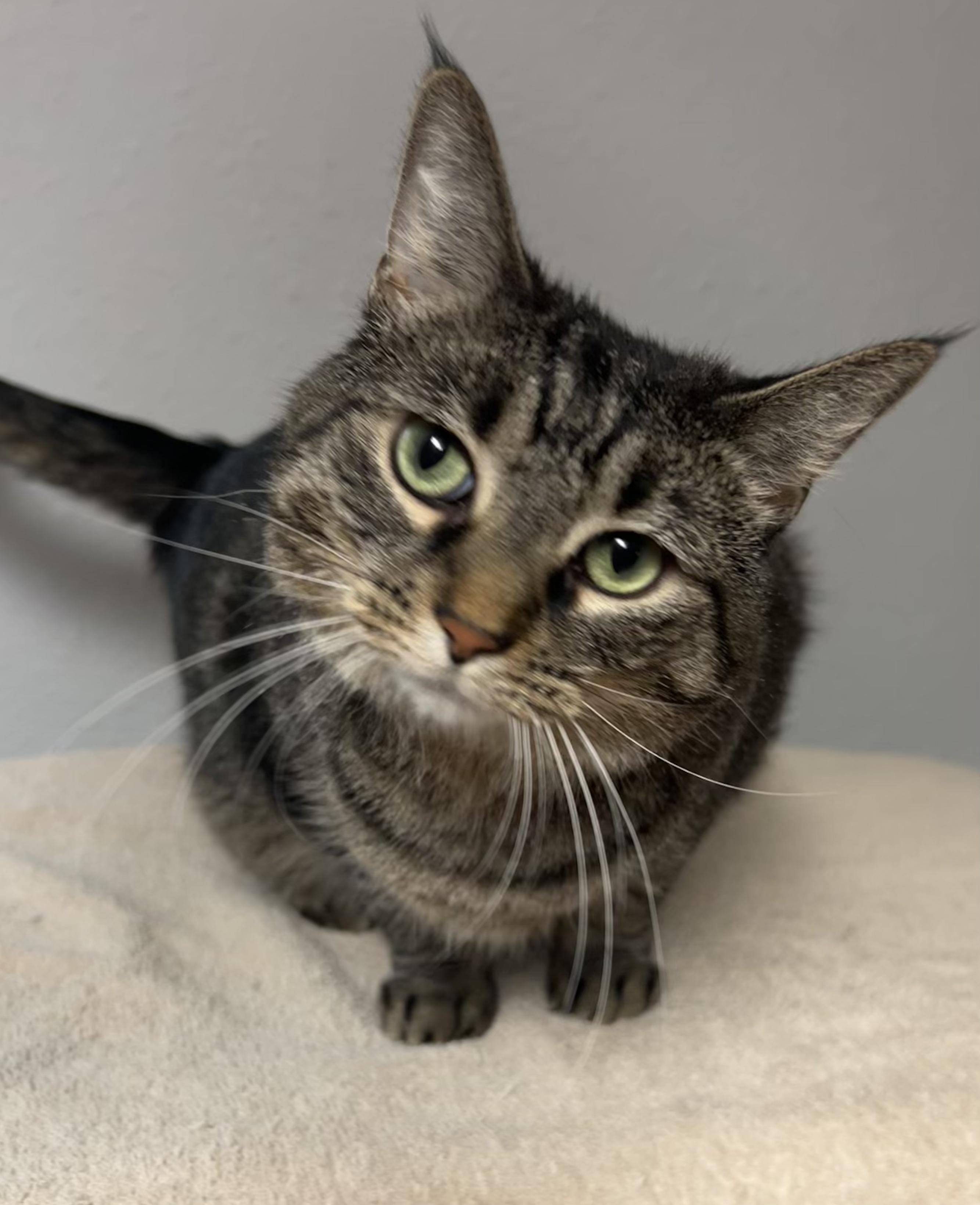 Penelope (Princess P), a Adoptable Domestic Short Hair in Little Falls, MN image 1/4