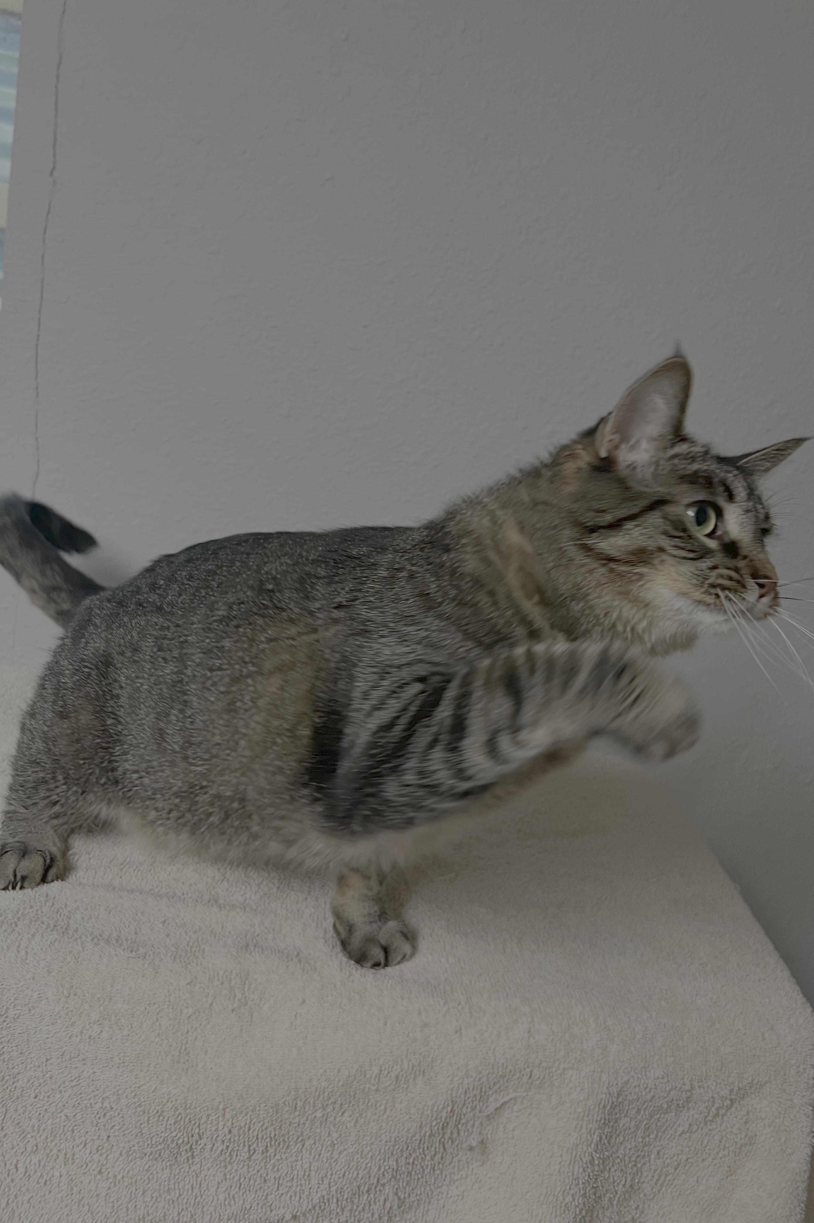 Penelope (Princess P), a Adoptable Domestic Short Hair in Little Falls, MN image 3/4