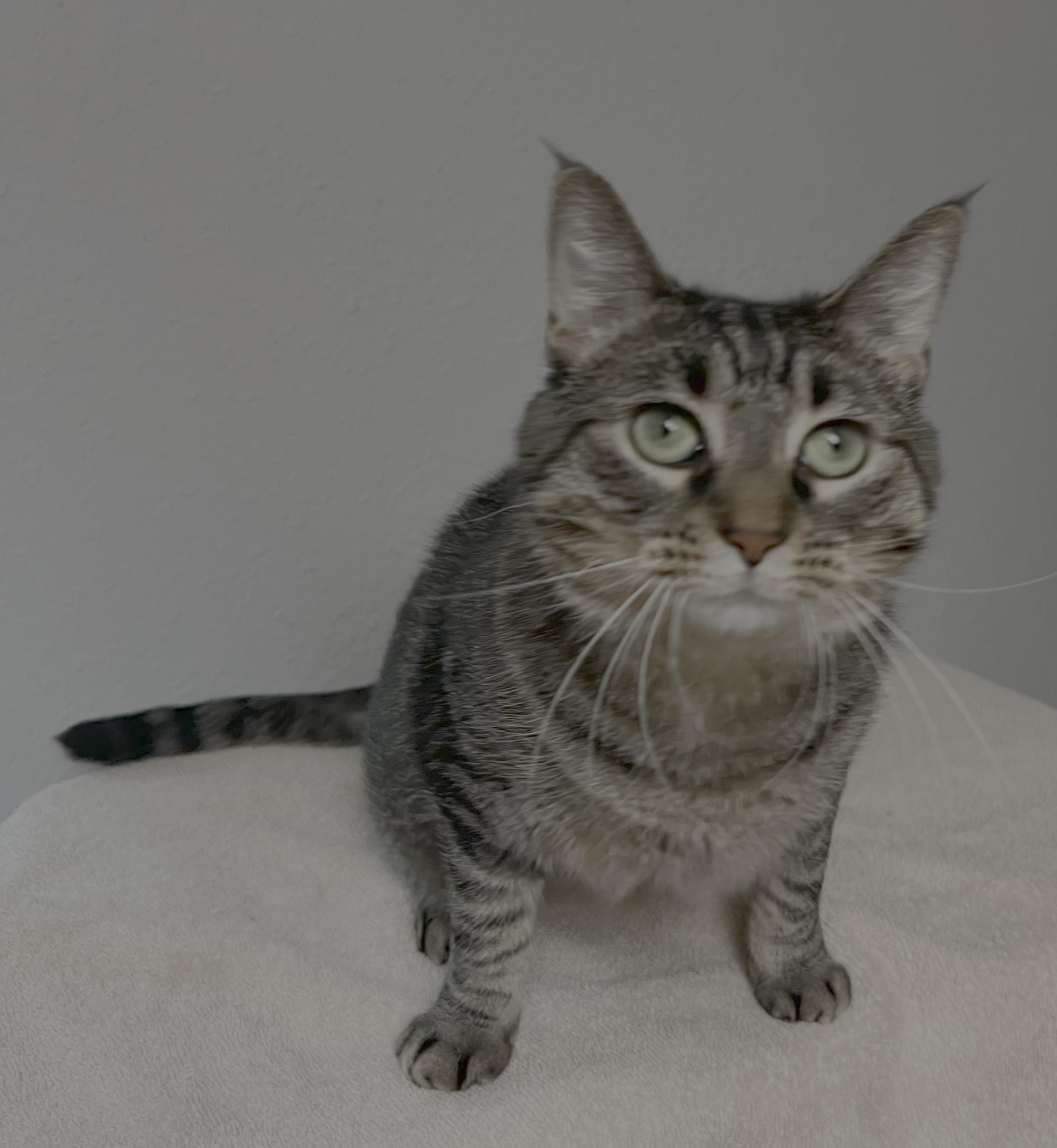 Penelope (Princess P), a Adoptable Domestic Short Hair in Little Falls, MN image 4/4