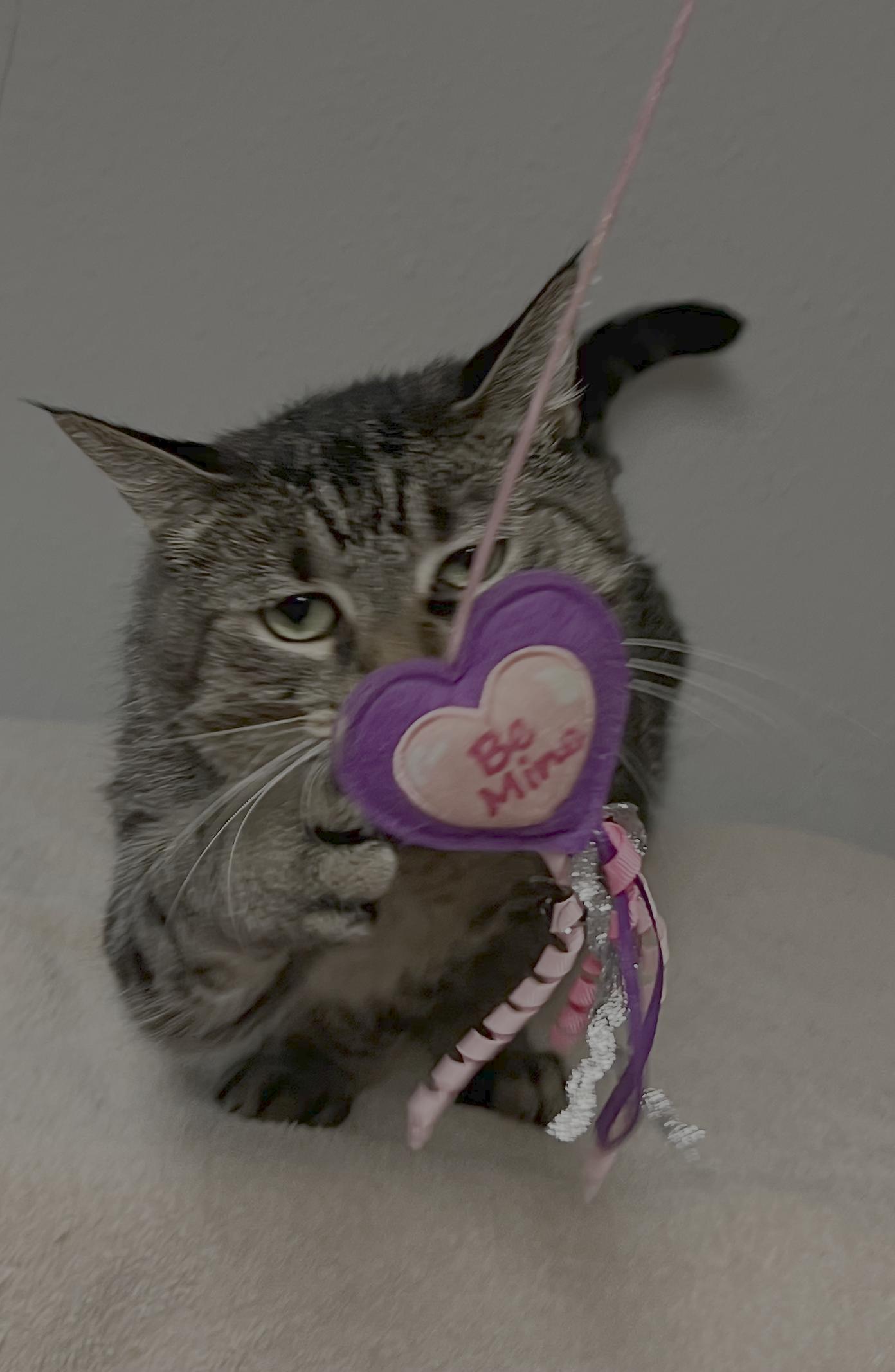Penelope (Princess P), a Adoptable Domestic Short Hair in Little Falls, MN image 2/4