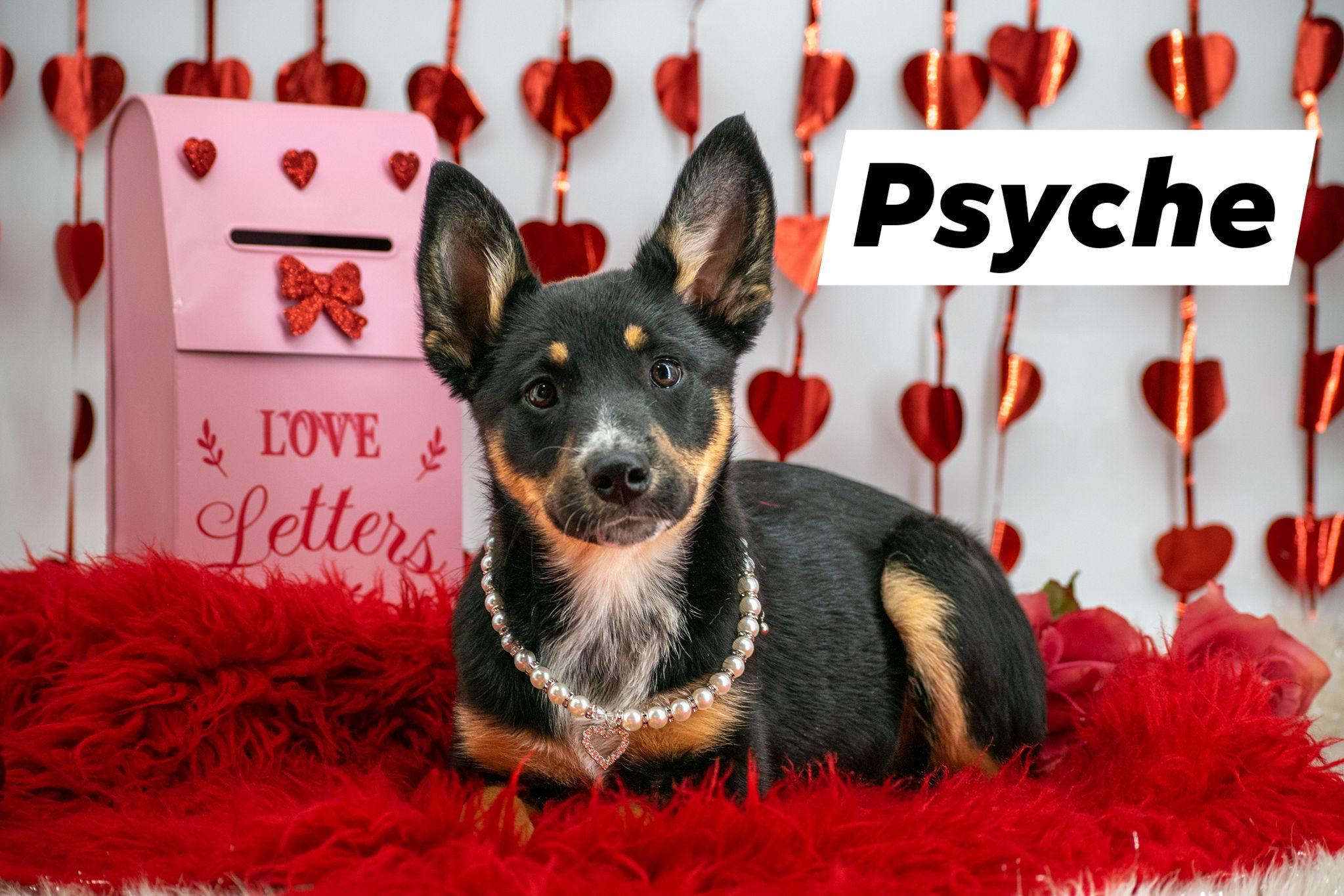Psyche, a ADOPTABLE mixed breed in Sevierville, TN image 1/5