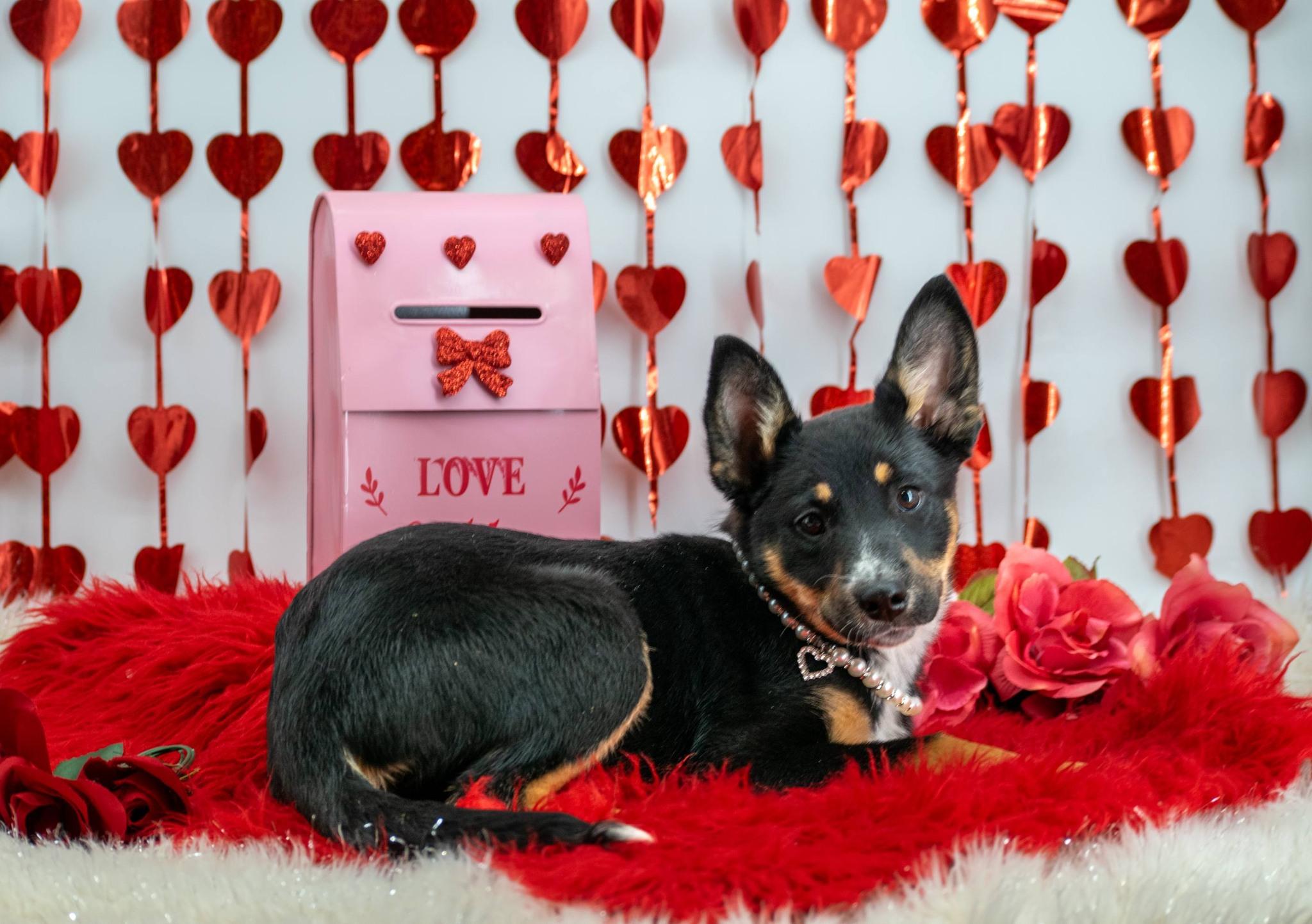 Psyche, a ADOPTABLE mixed breed in Sevierville, TN image 2/5