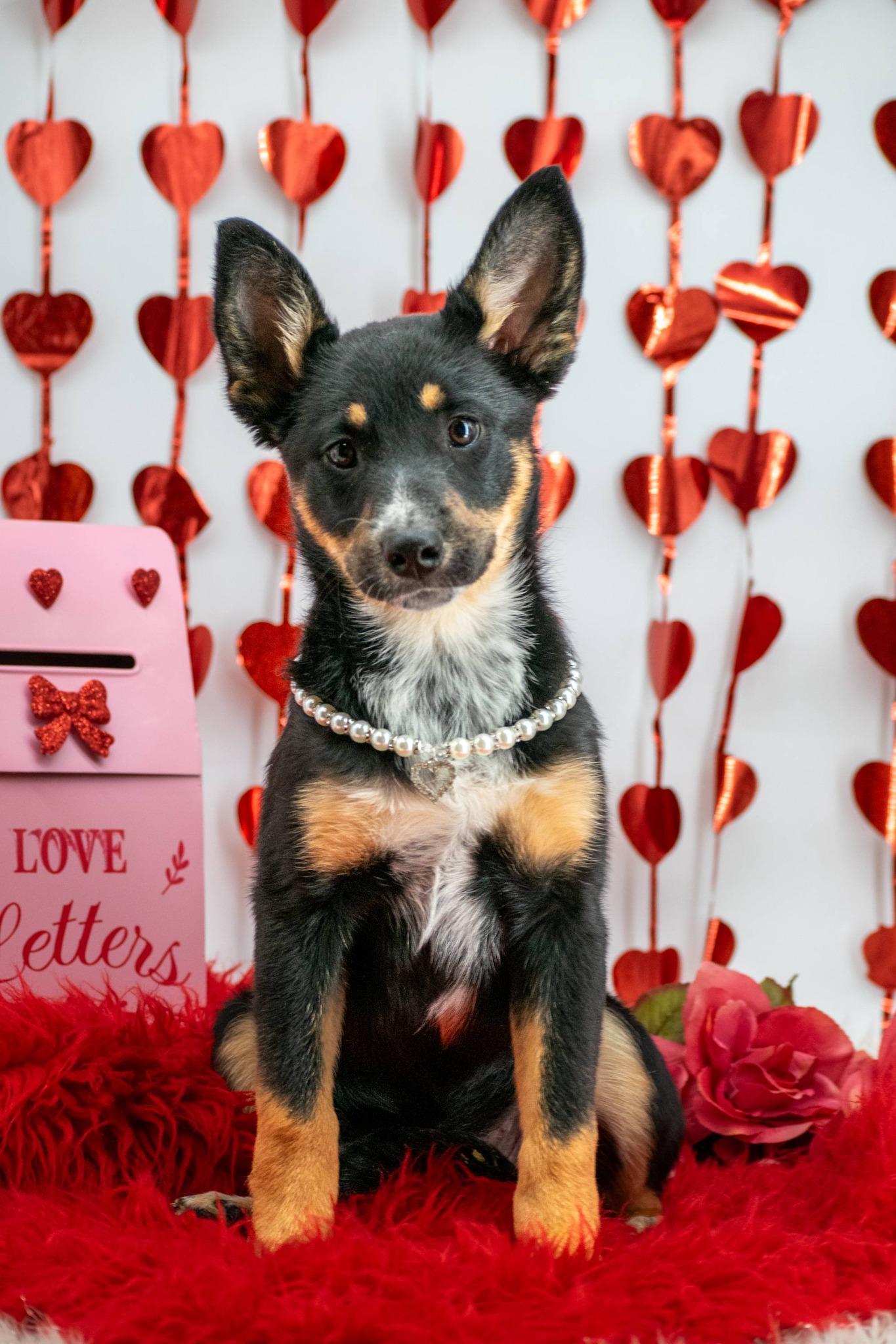 Psyche, a ADOPTABLE mixed breed in Sevierville, TN image 4/5