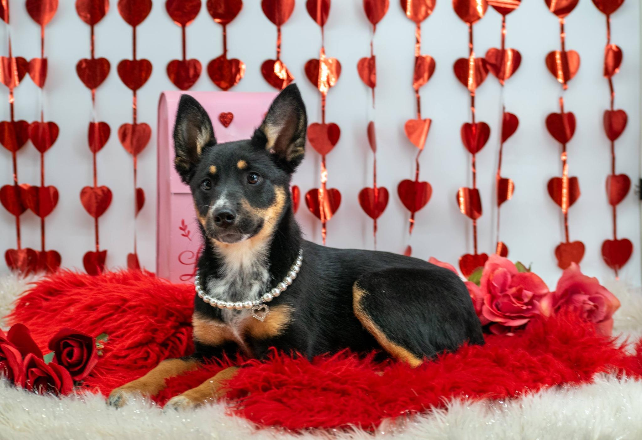 Psyche, a ADOPTABLE mixed breed in Sevierville, TN image 3/5