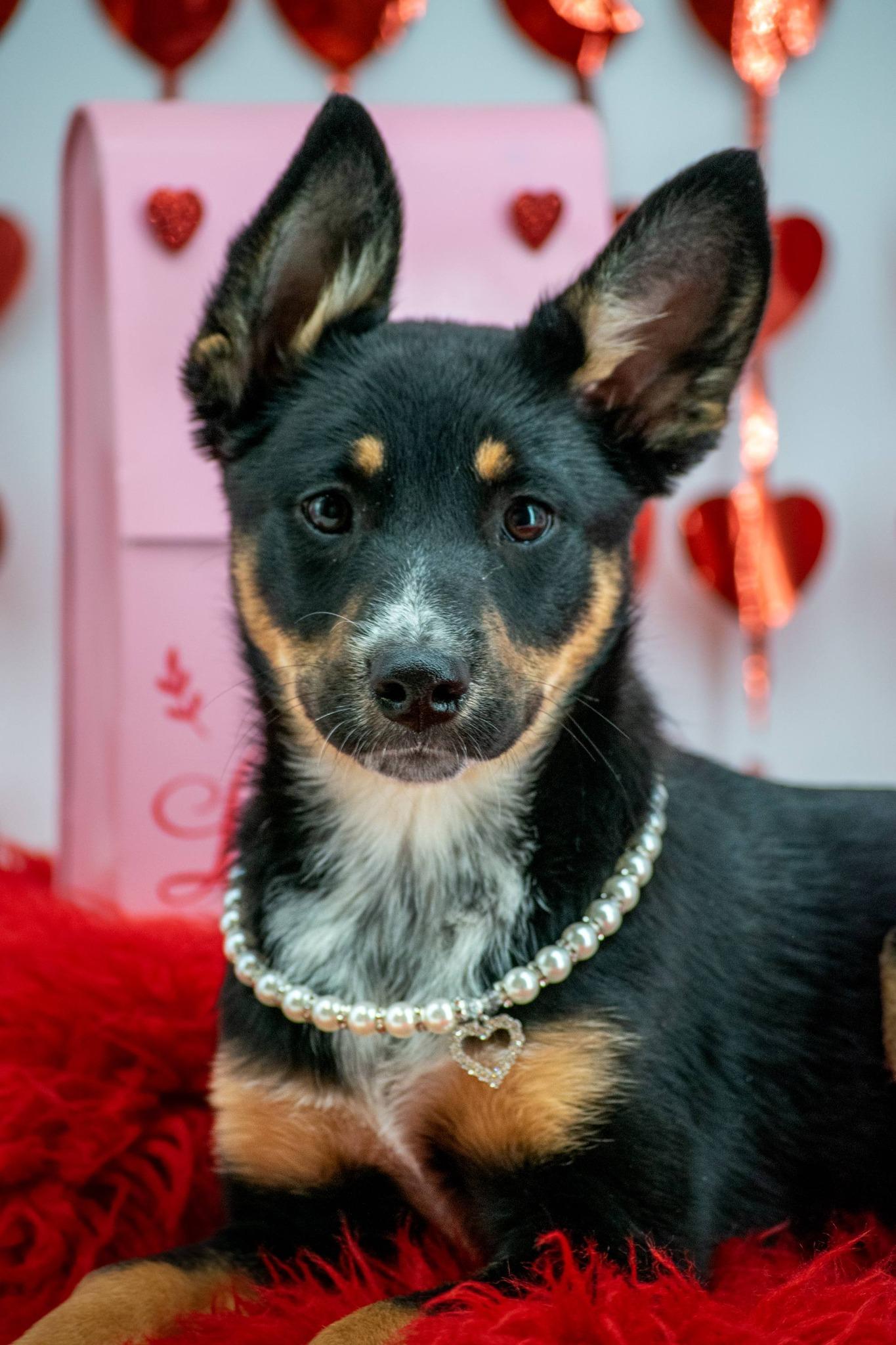 Psyche, a ADOPTABLE mixed breed in Sevierville, TN image 5/5