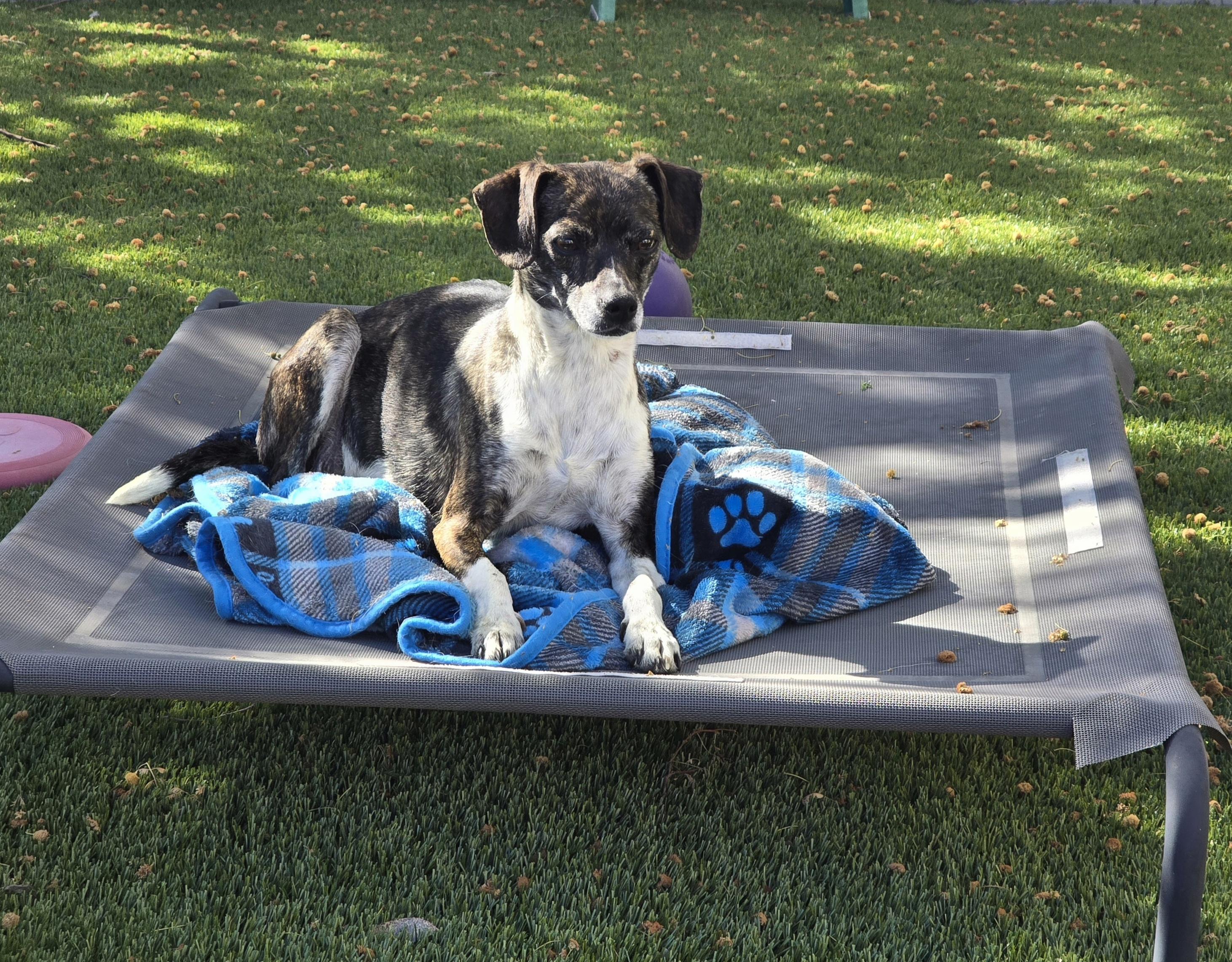 Enlarge Viognier, a ADOPTABLE mixed breed in Apache Junction, AZ image 1/4