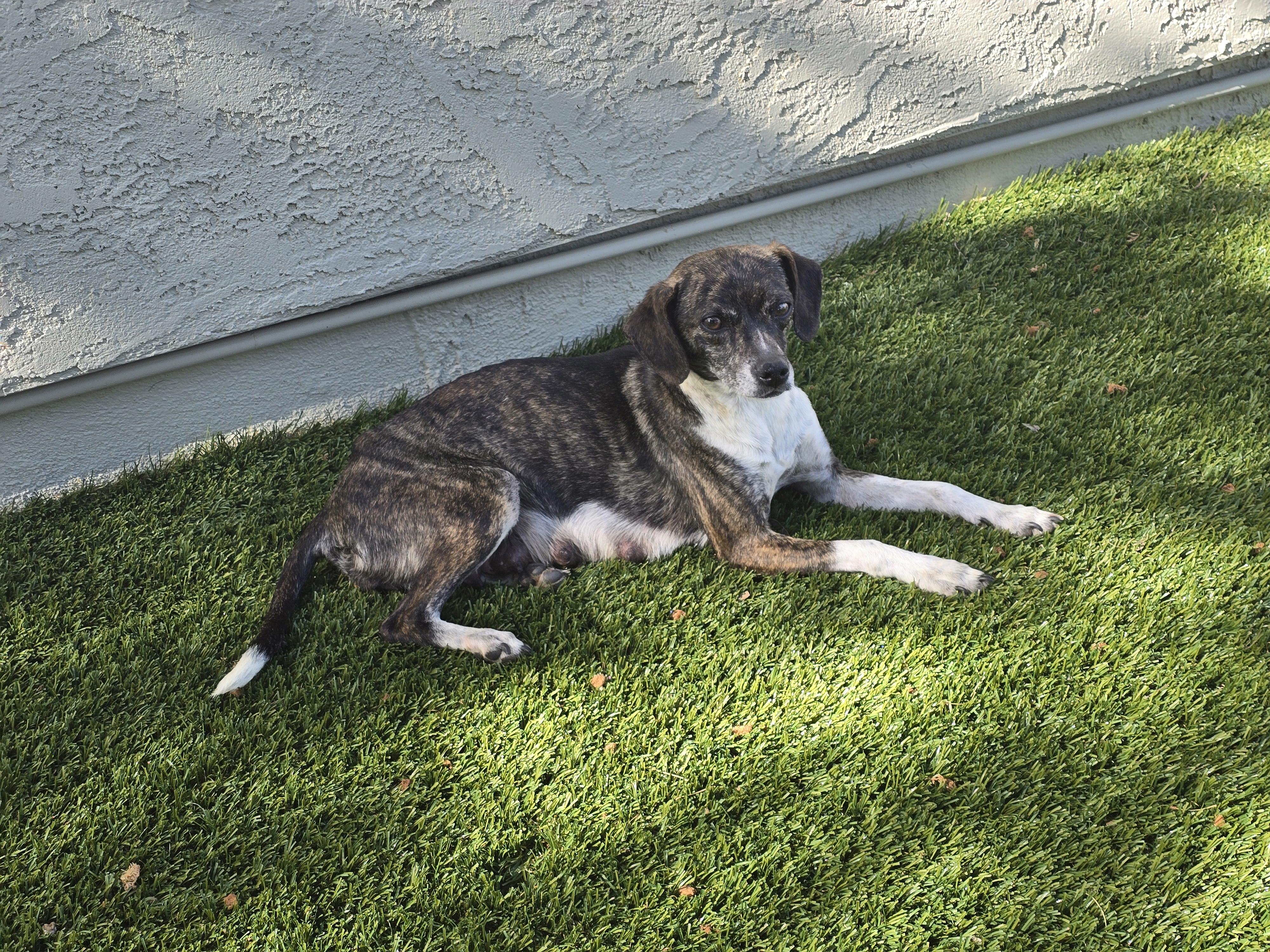 Enlarge Viognier, a ADOPTABLE mixed breed in Apache Junction, AZ image 2/4