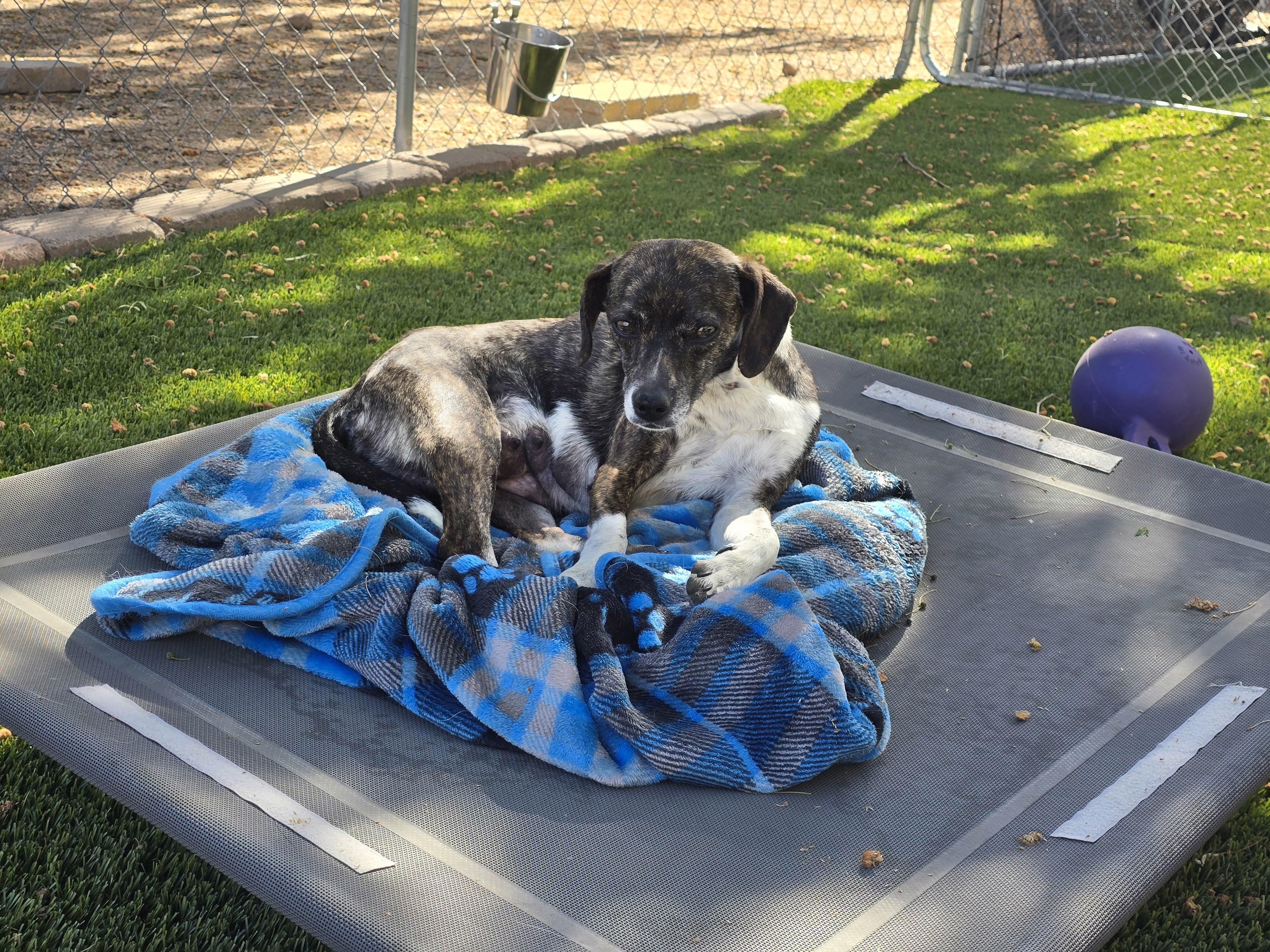 Enlarge Viognier, a ADOPTABLE mixed breed in Apache Junction, AZ image 3/4