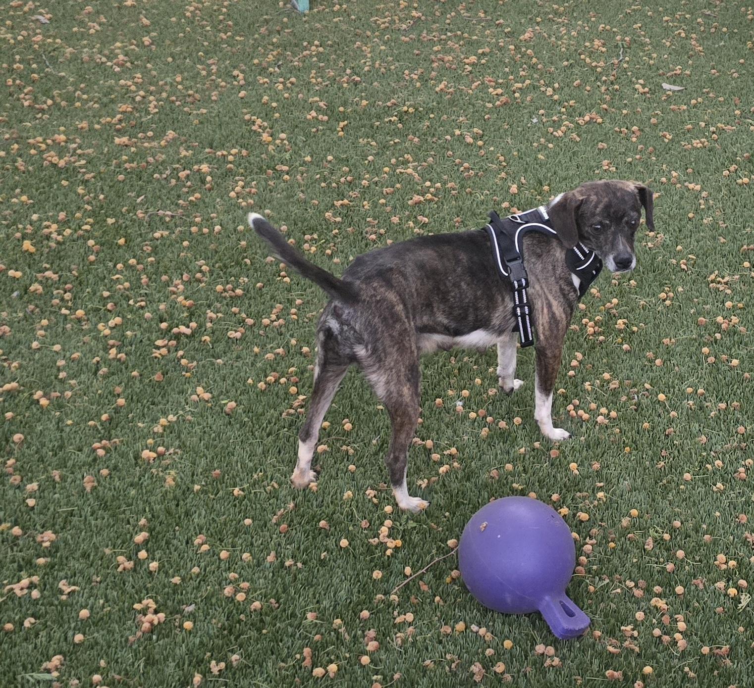 Enlarge Viognier, a ADOPTABLE mixed breed in Apache Junction, AZ image 4/4