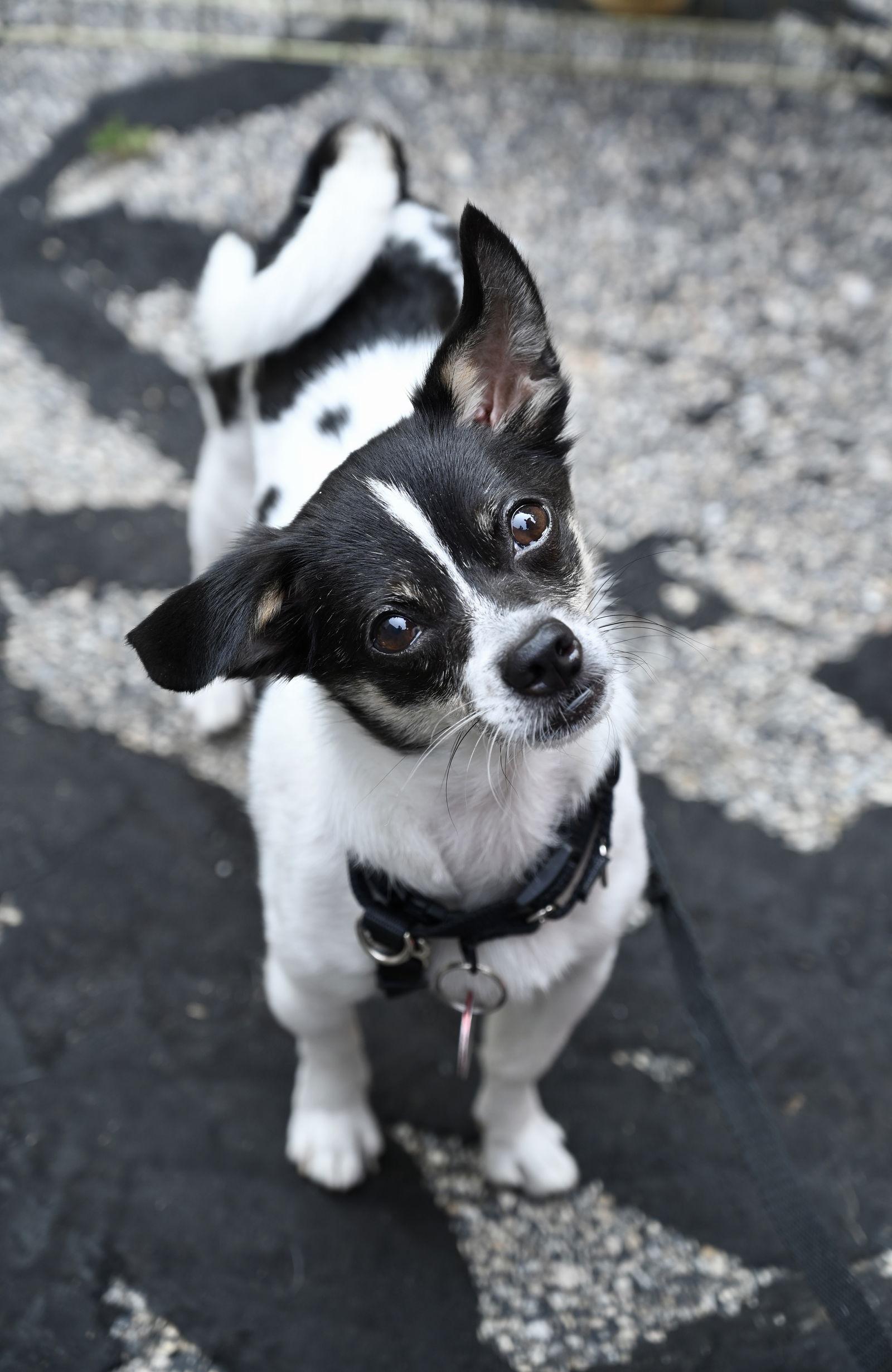 Enlarge Spot PVD *LOCAL*, a Adoptable Chihuahua in Wakefield, RI image 1/3