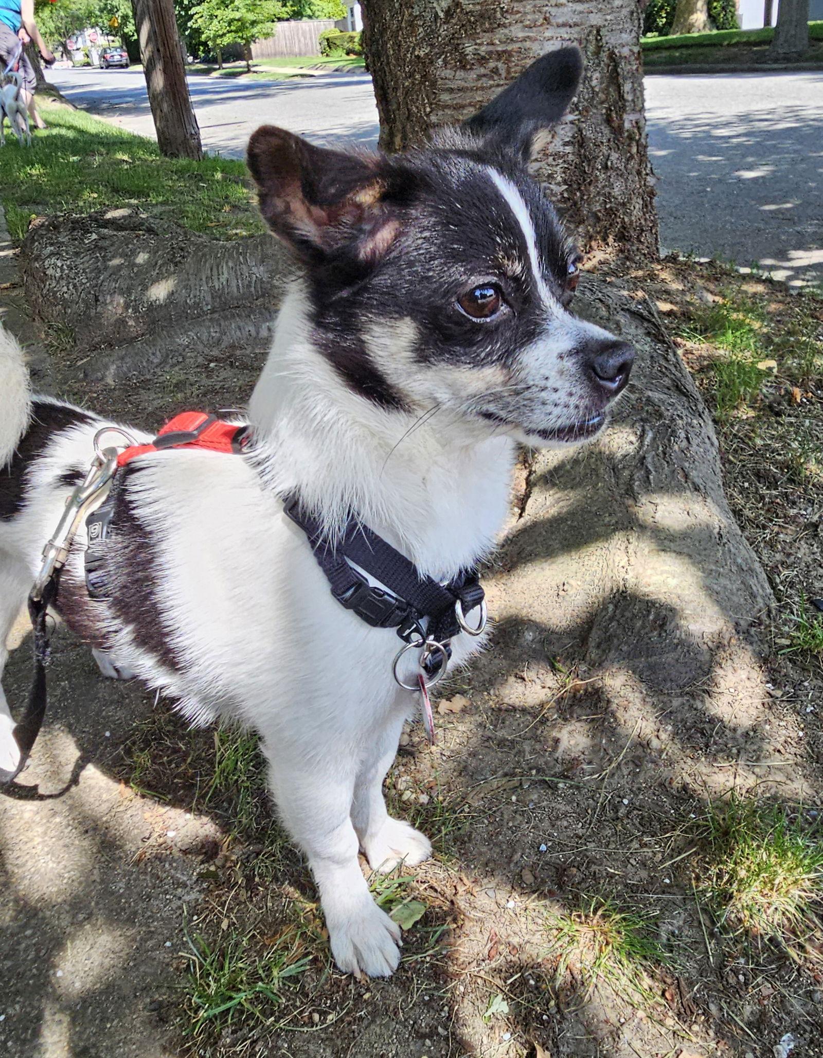 Enlarge Spot PVD *LOCAL*, a Adoptable Chihuahua in Wakefield, RI image 2/3