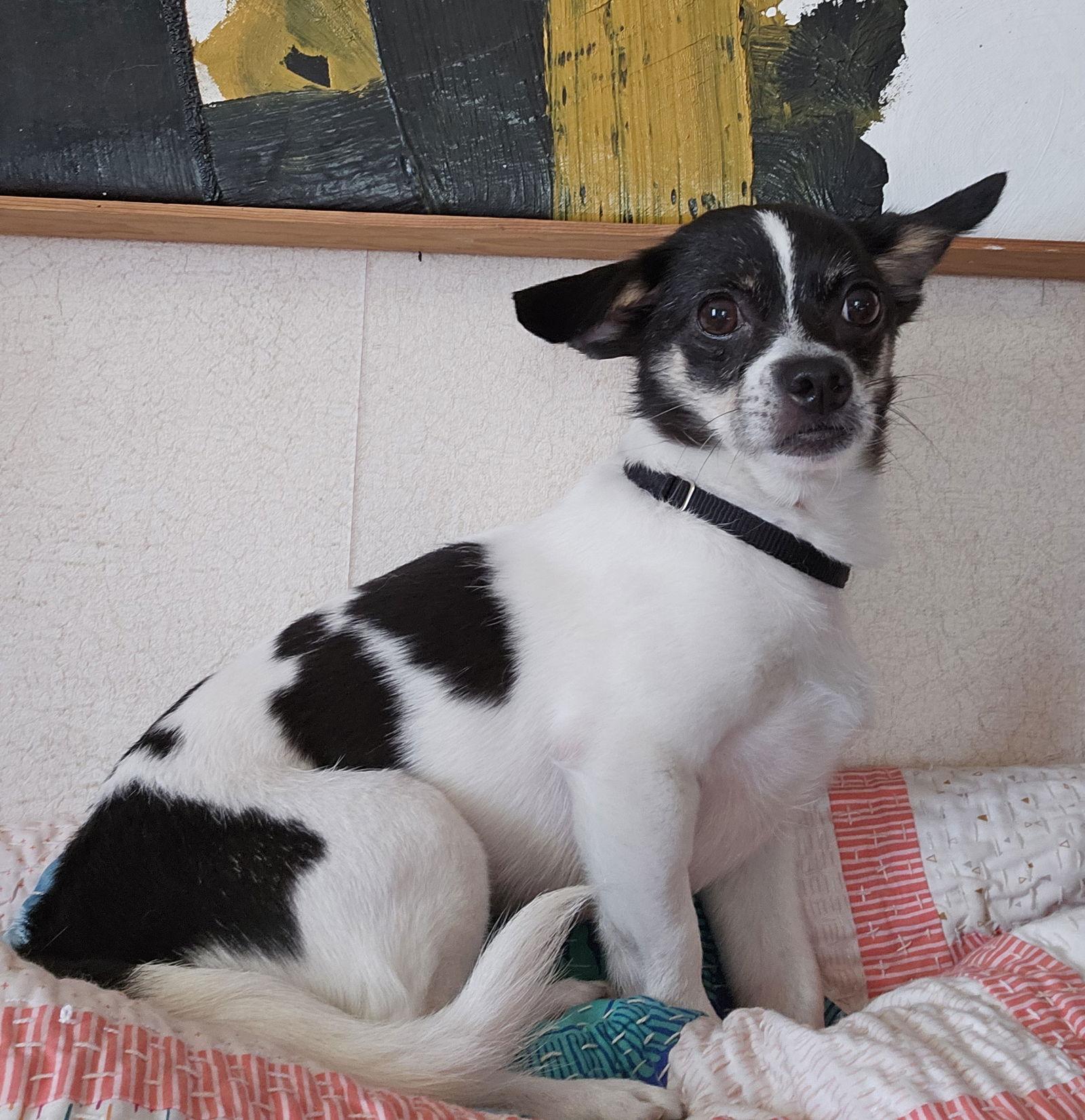 Enlarge Spot PVD *LOCAL*, a Adoptable Chihuahua in Wakefield, RI image 3/3