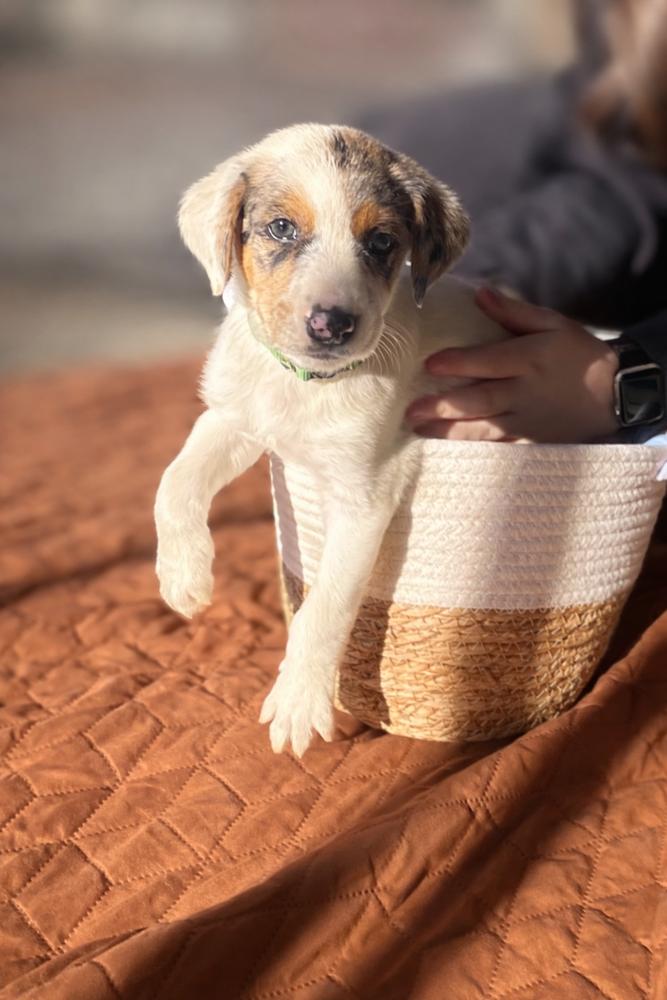 Blitzen, Adoptable, Puppy Male Australian Shepherd.