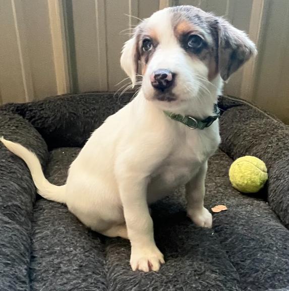 Blitzen, a Adoptable mixed breed in Mocksville, NC image 2/3