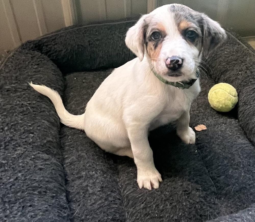 Blitzen, a Adoptable mixed breed in Mocksville, NC image 3/3