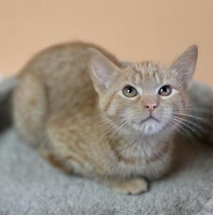 Enlarge Blossom, a Adoptable mixed breed in Richmond, BC image 1/1