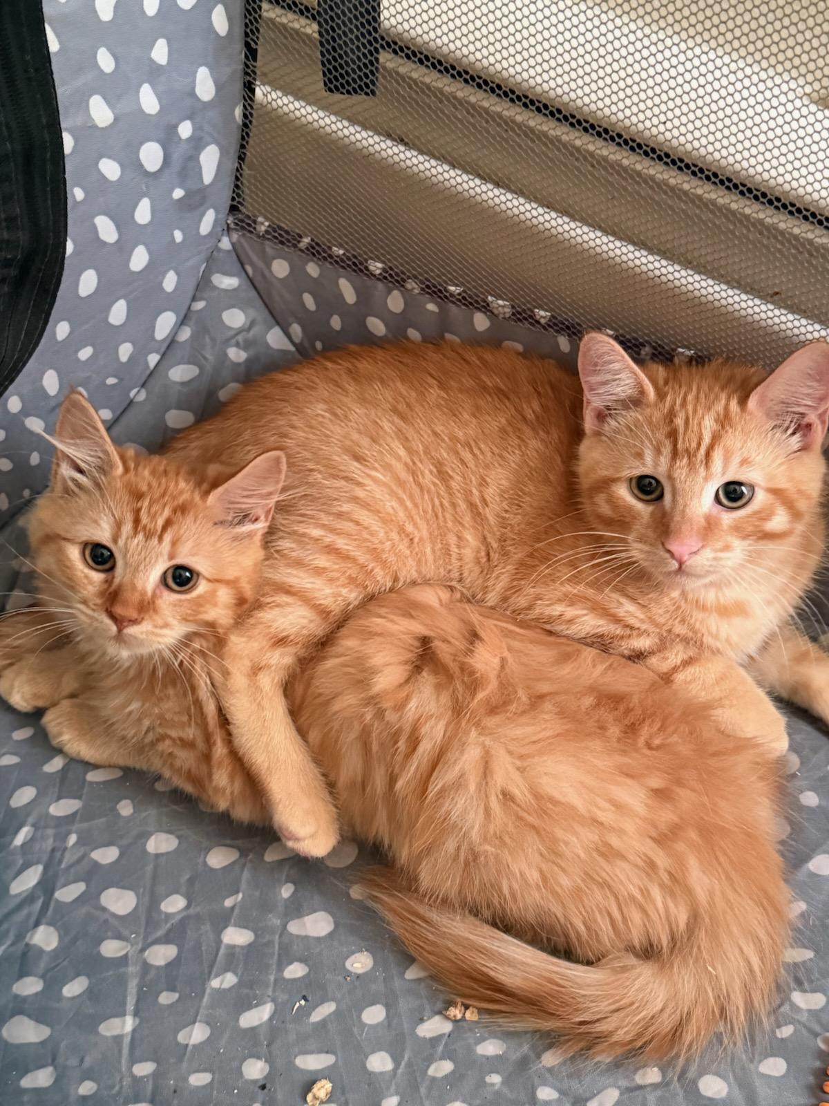 Olivia and Oliver, Adopted, Kitten Female Domestic Medium Hair.