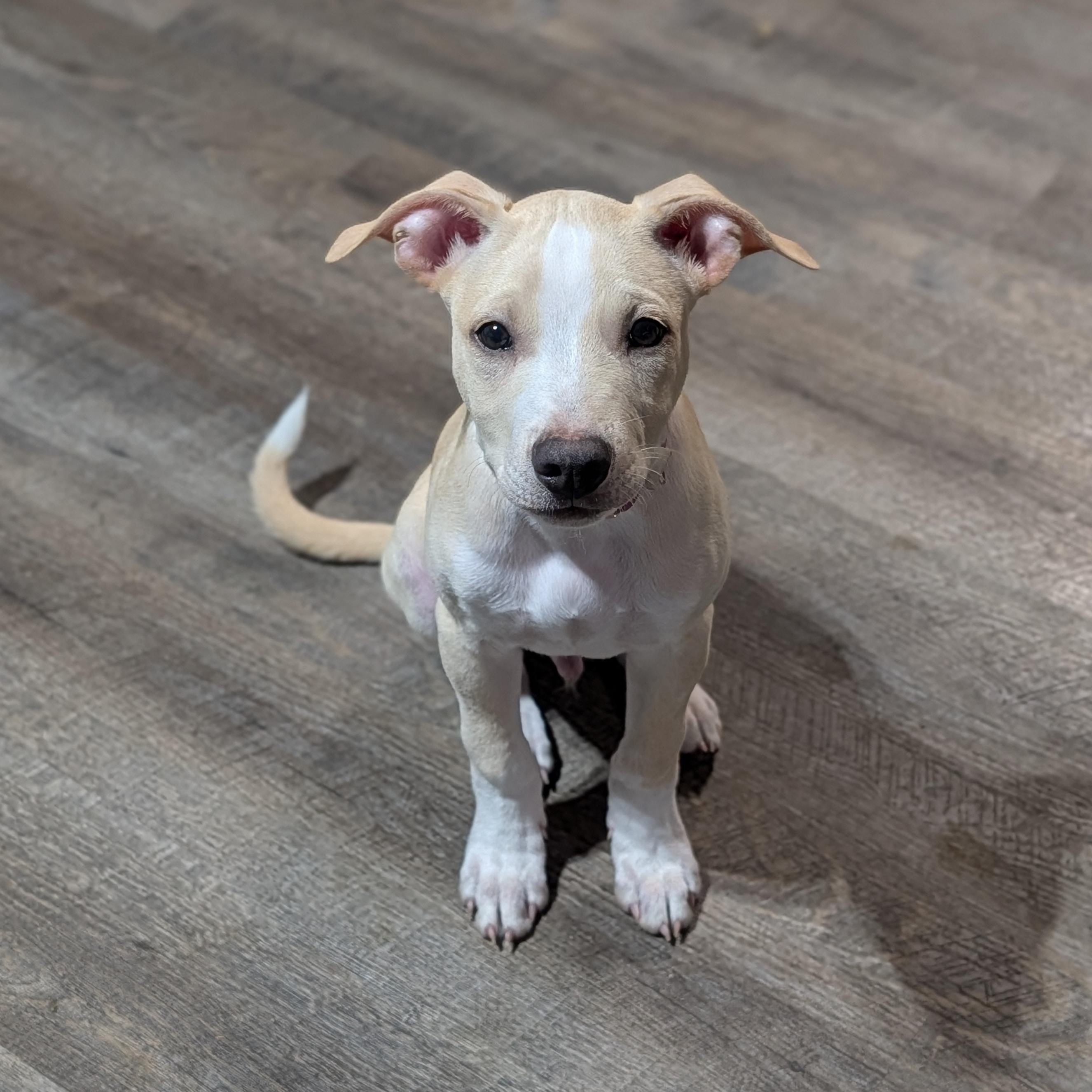 Foster (Felicity's Pup), Adoptable, Puppy Male Mixed Breed.