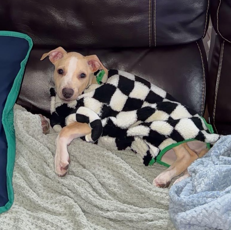 Foster (Felicity's Pup)