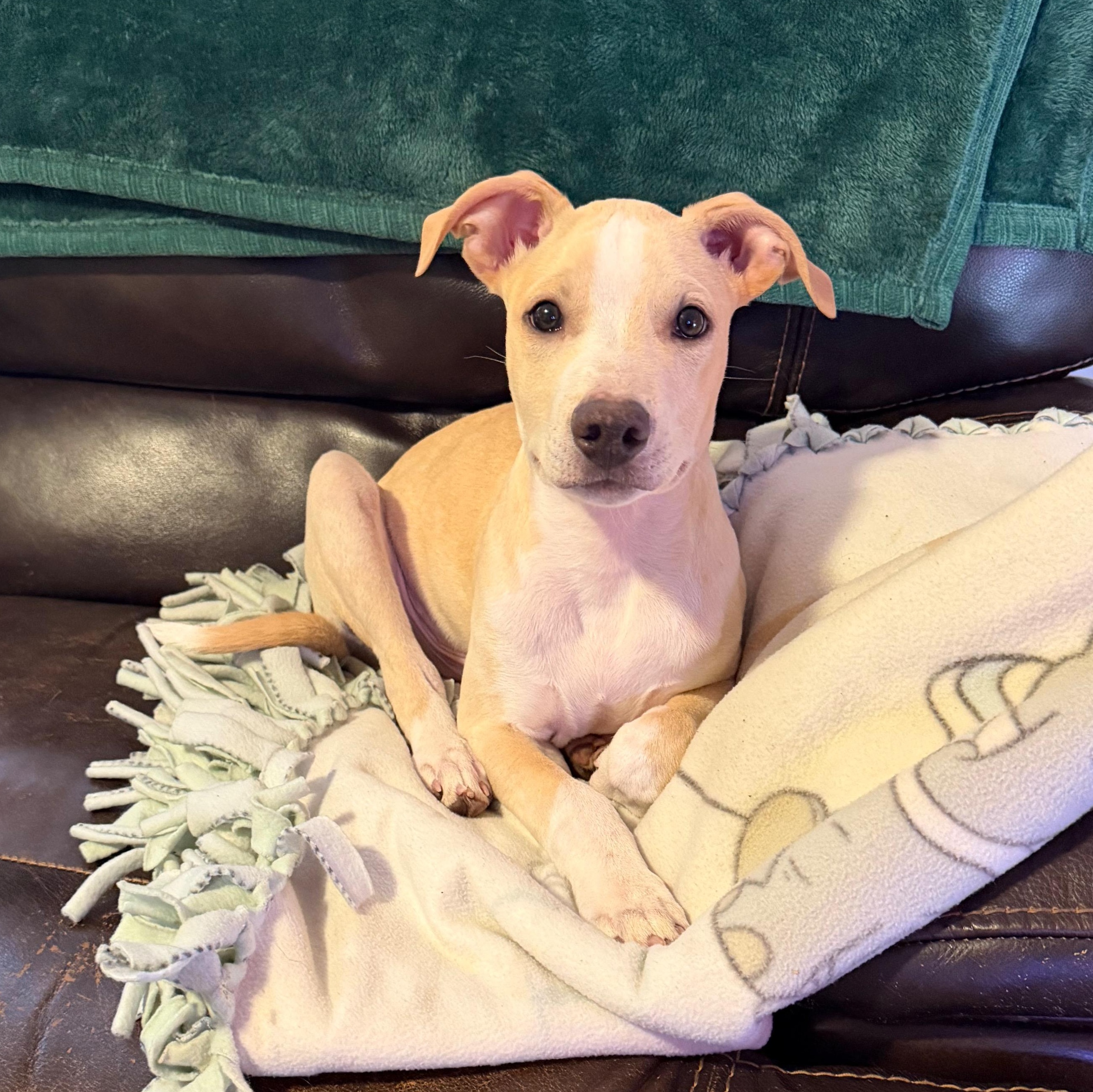 Foster (Felicity's Pup)