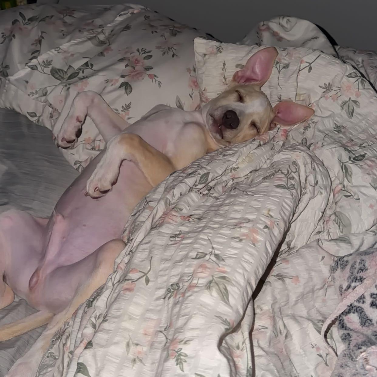 Foster (Felicity's Pup)