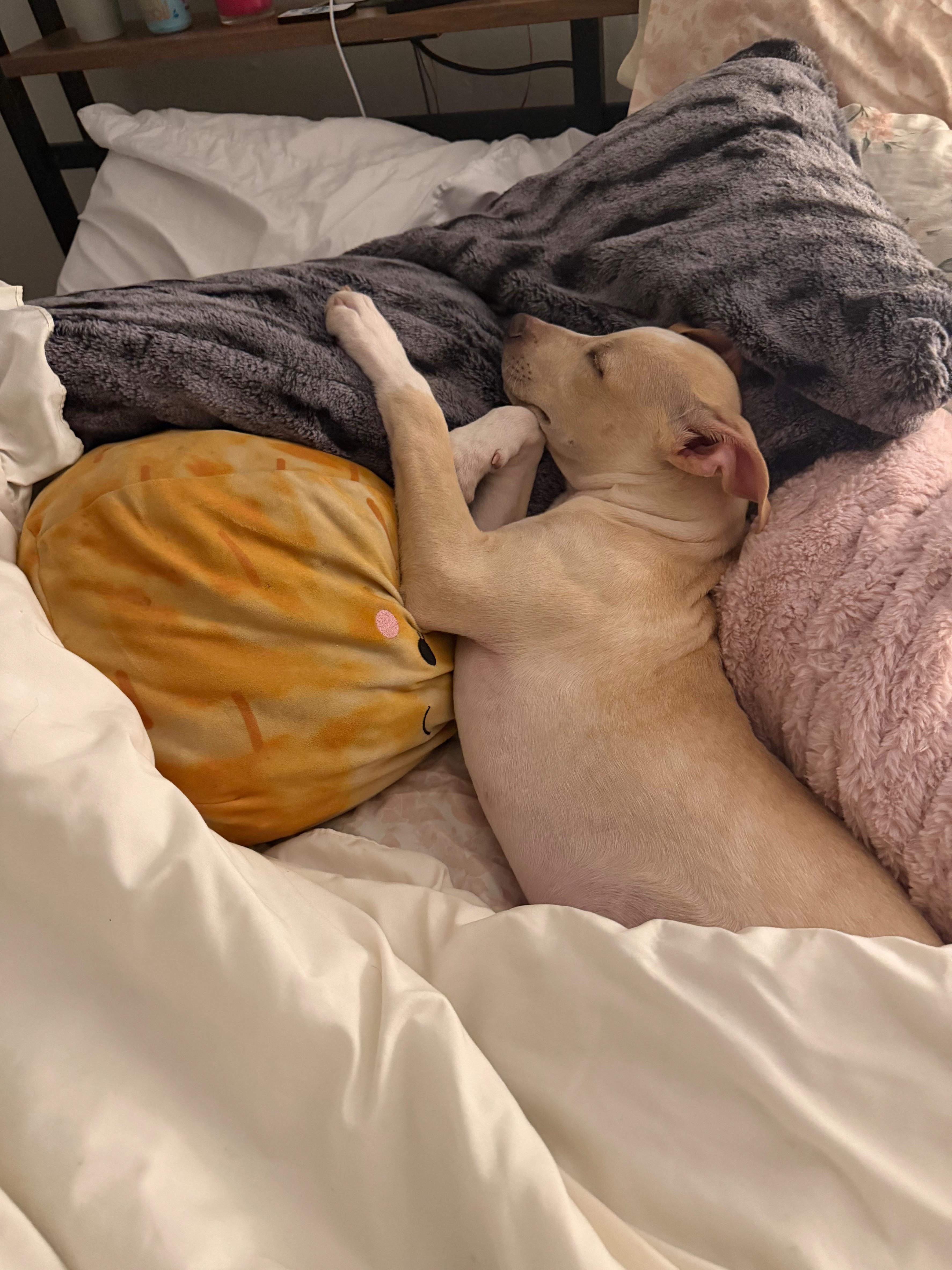 Foster (Felicity's Pup)