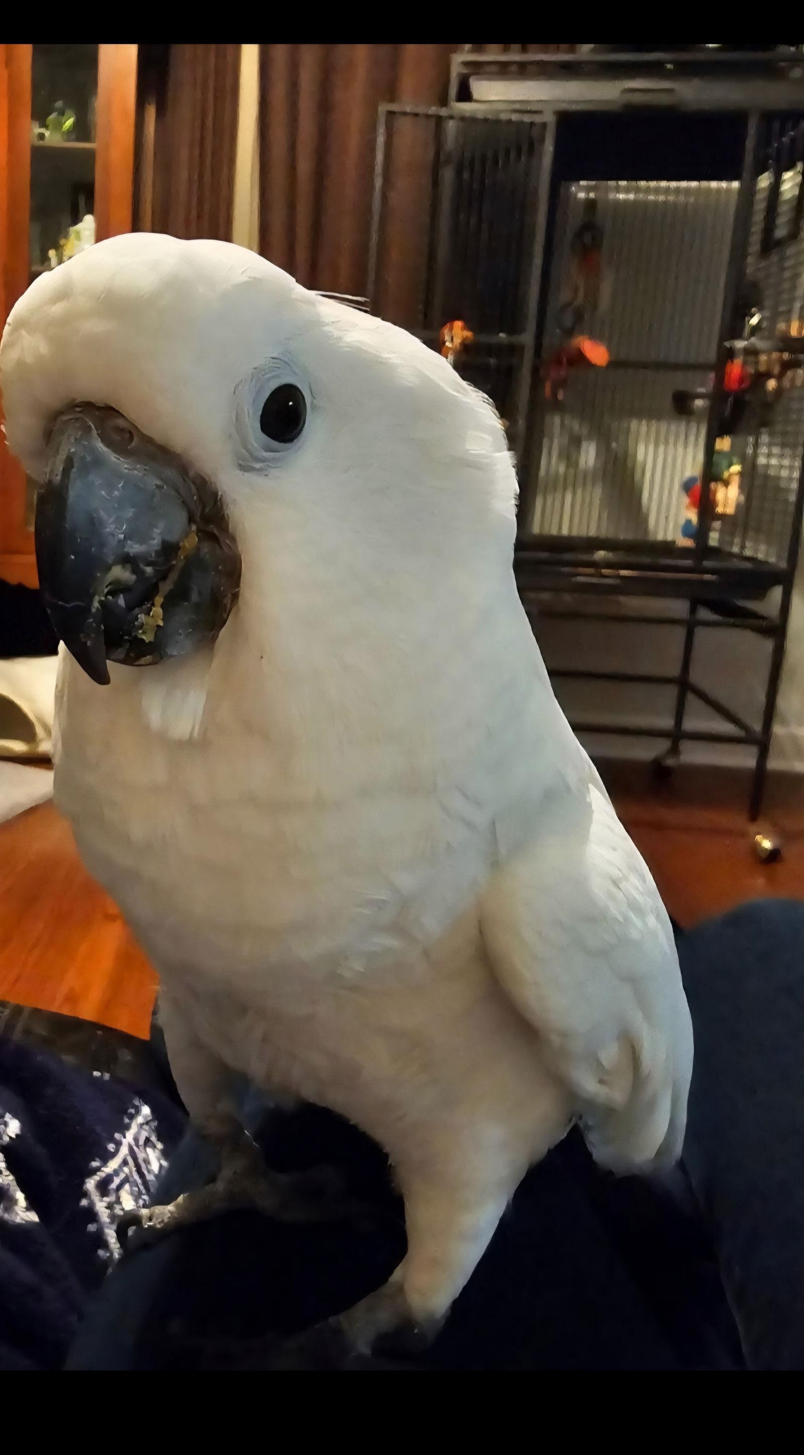 Enlarge Frankie, a Adoptable Cockatoo in Belford, NJ image 3/3