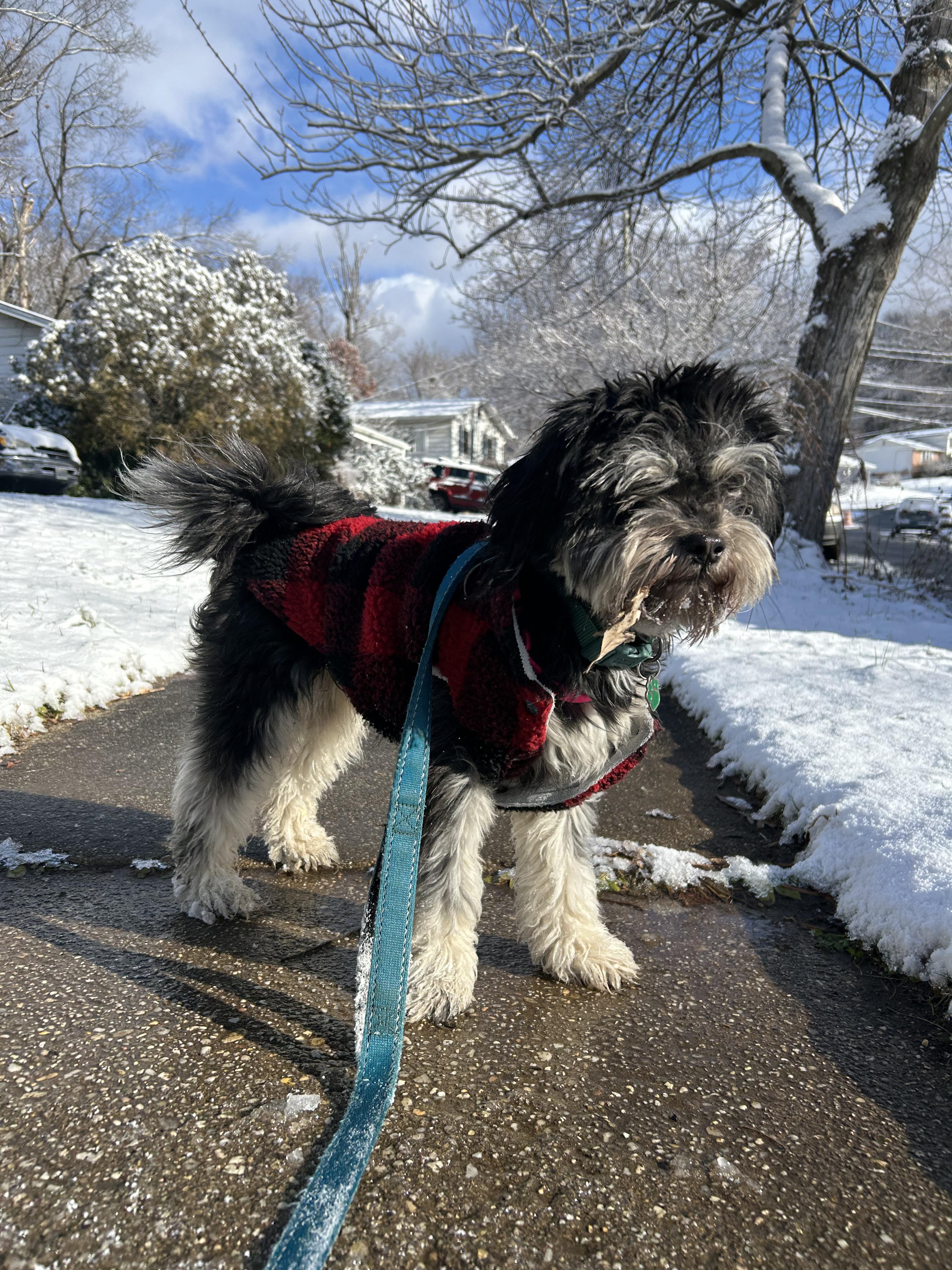 Theodore, adopted, Adult Male Miniature Schnauzer.