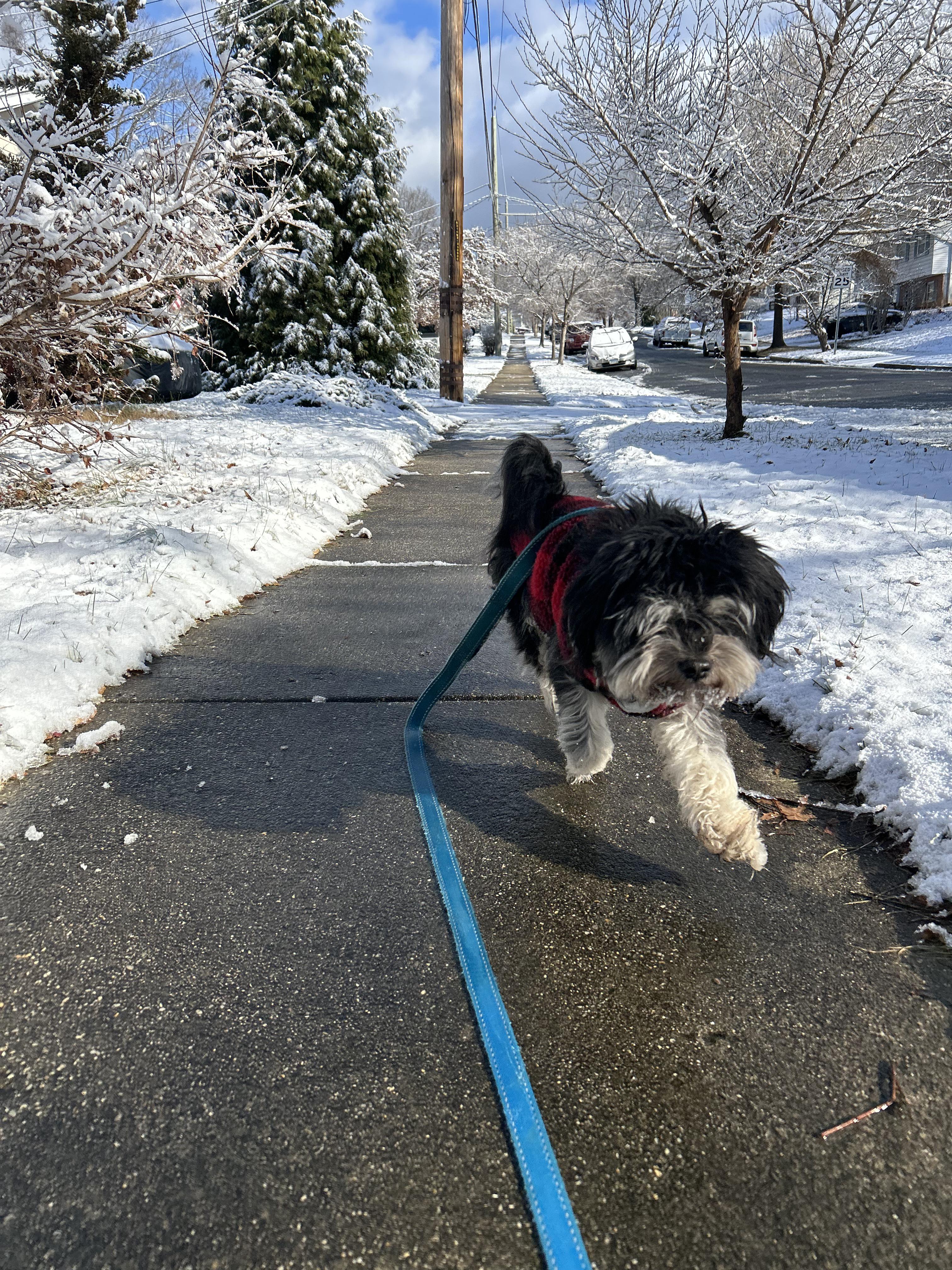 Theodore, an adopted mixed breed in Greenbelt, MD image 2/4